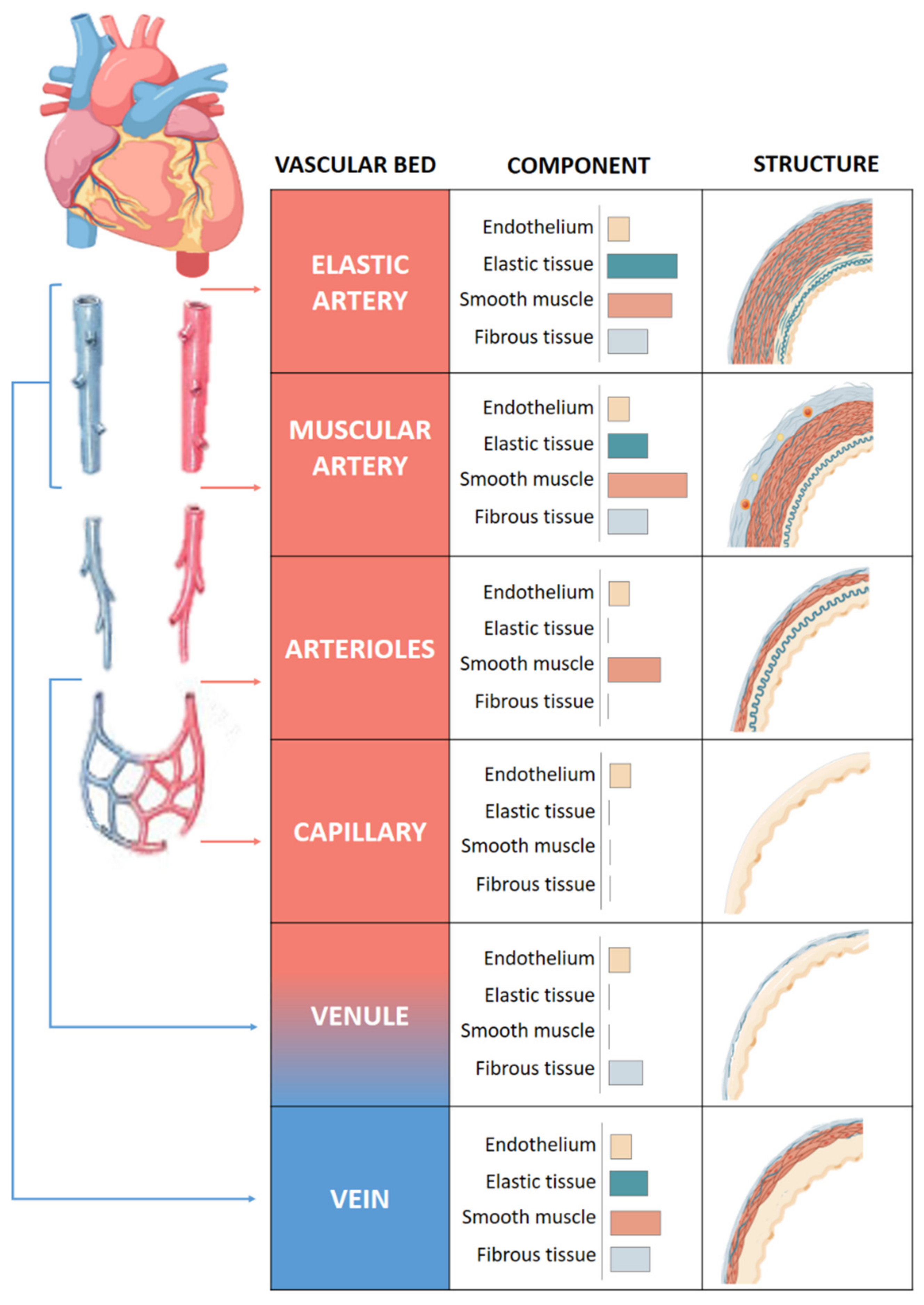 Antioxidants 10 00406 g001