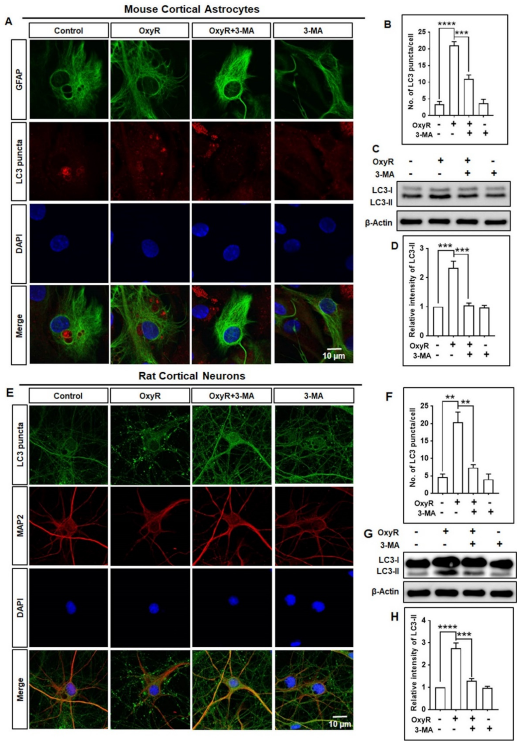 Antioxidants 10 00408 g002