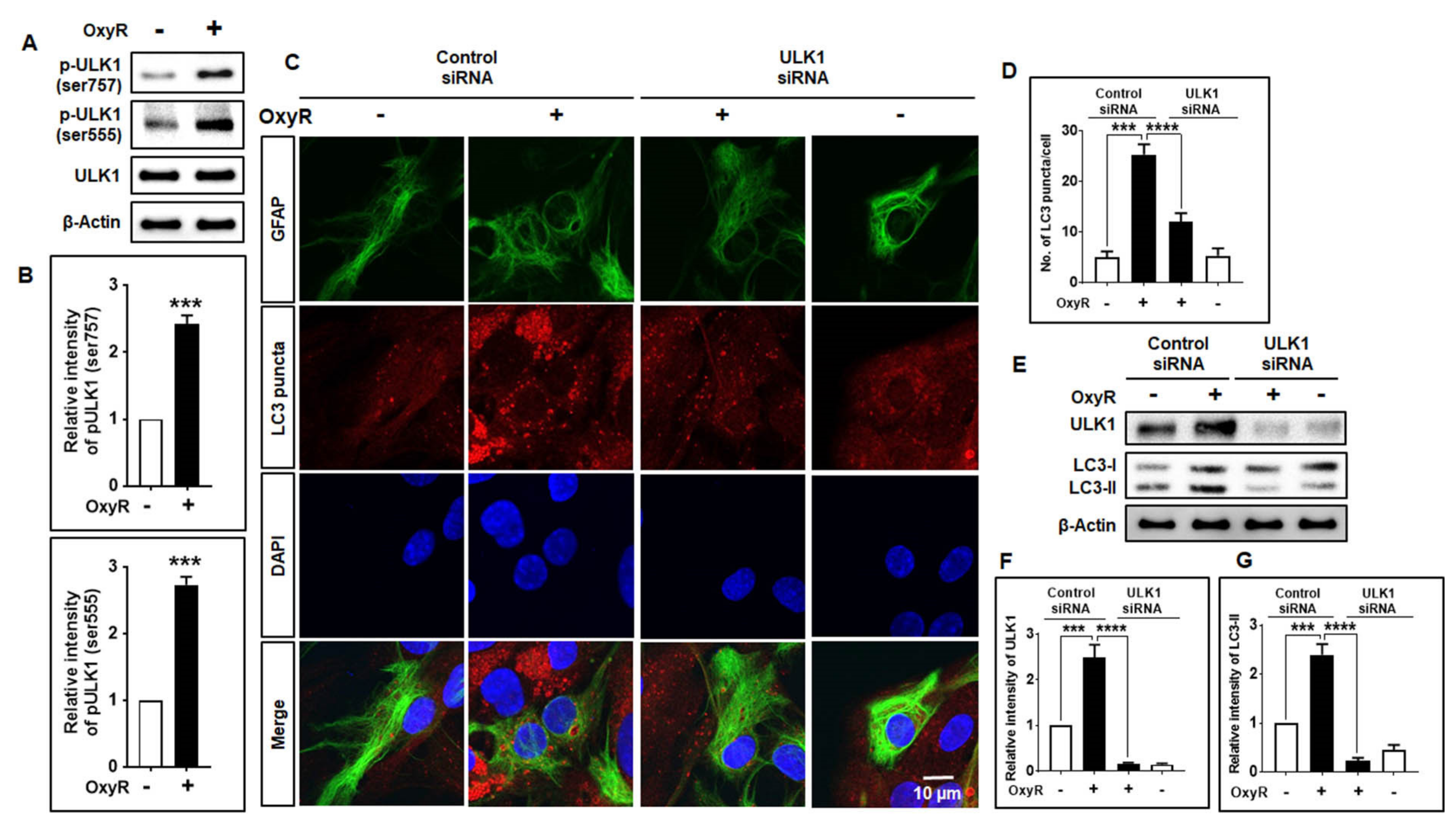 Antioxidants 10 00408 g004