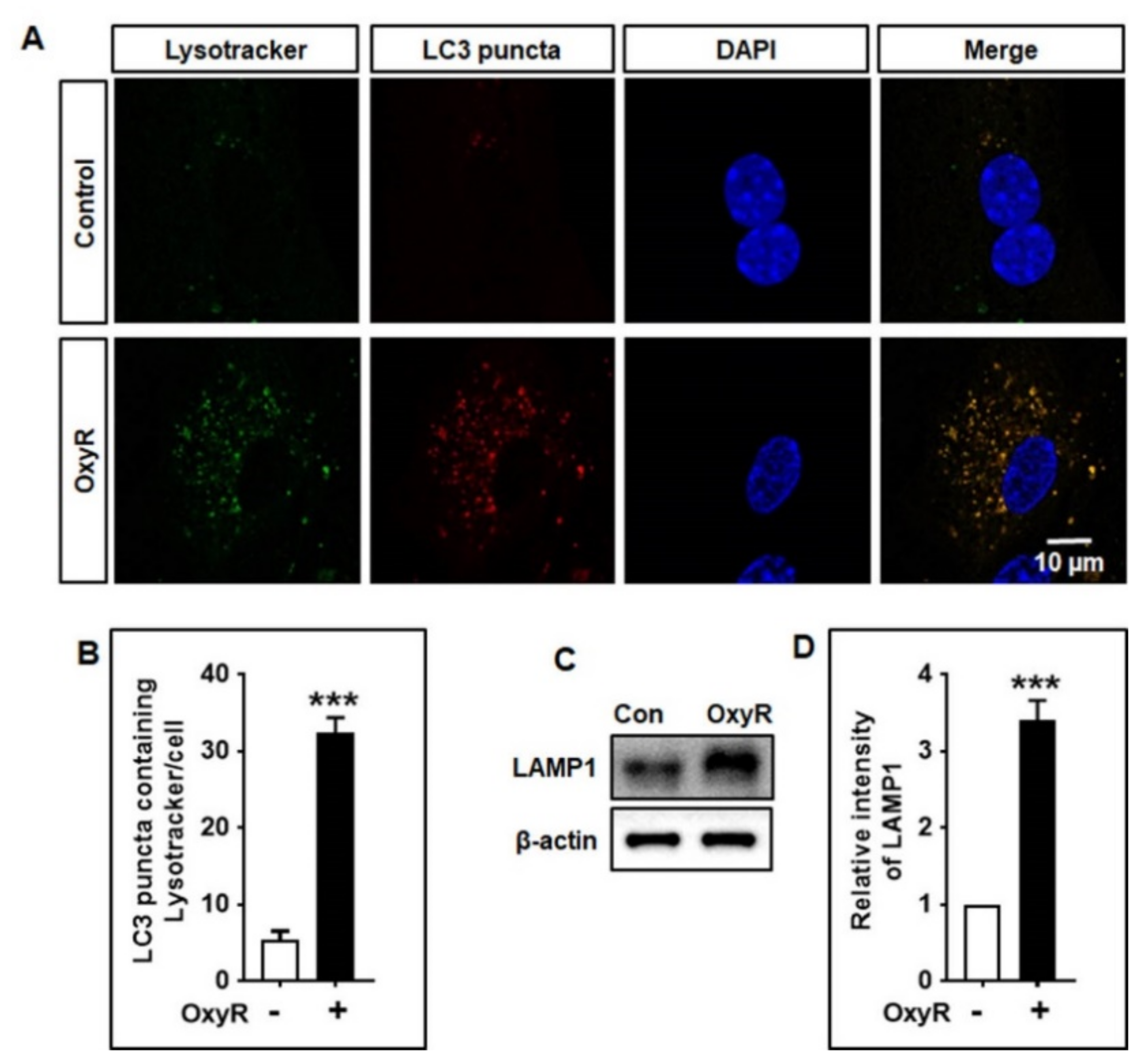 Antioxidants 10 00408 g005