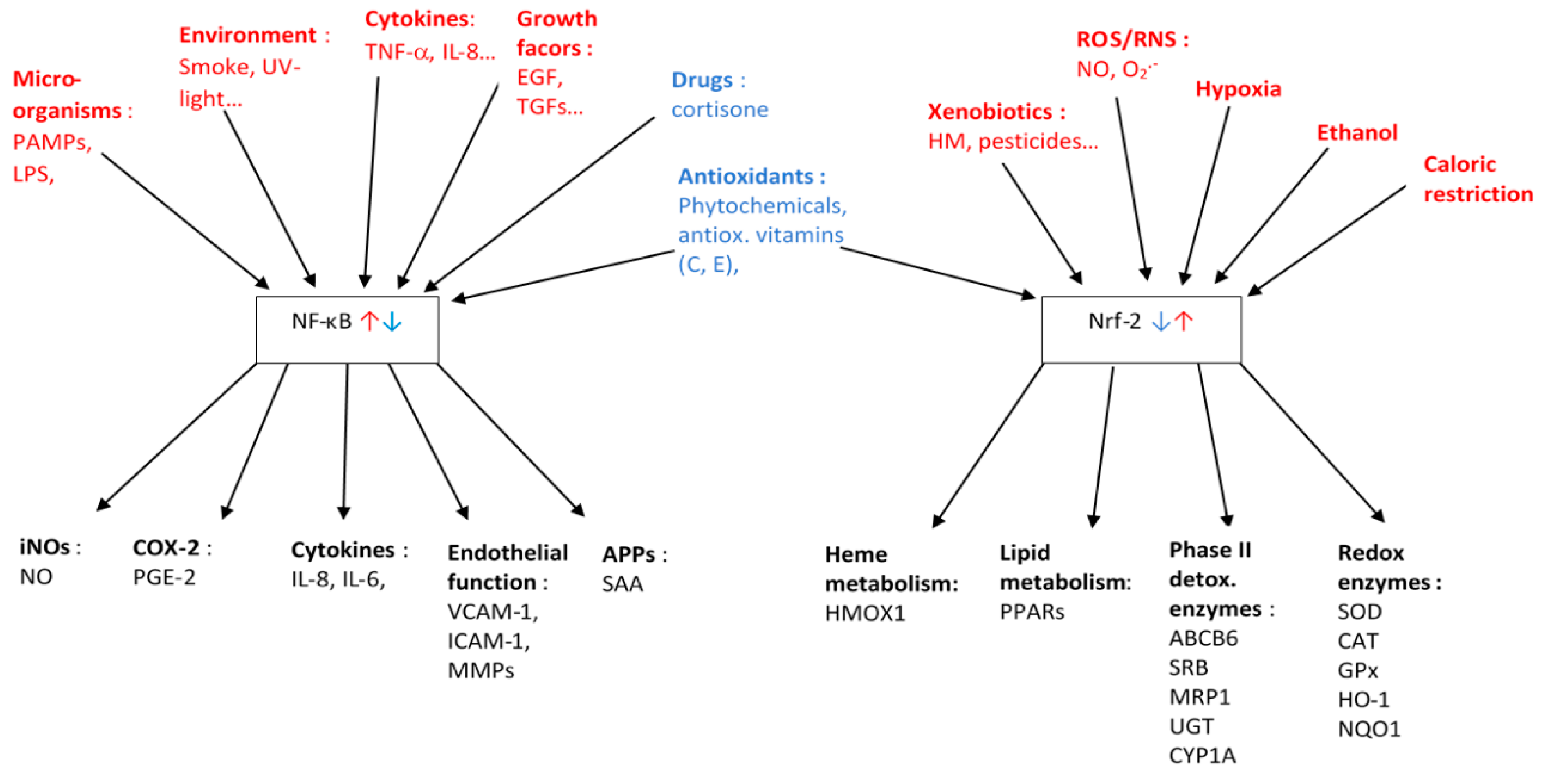 Antioxidants 10 00414 g002