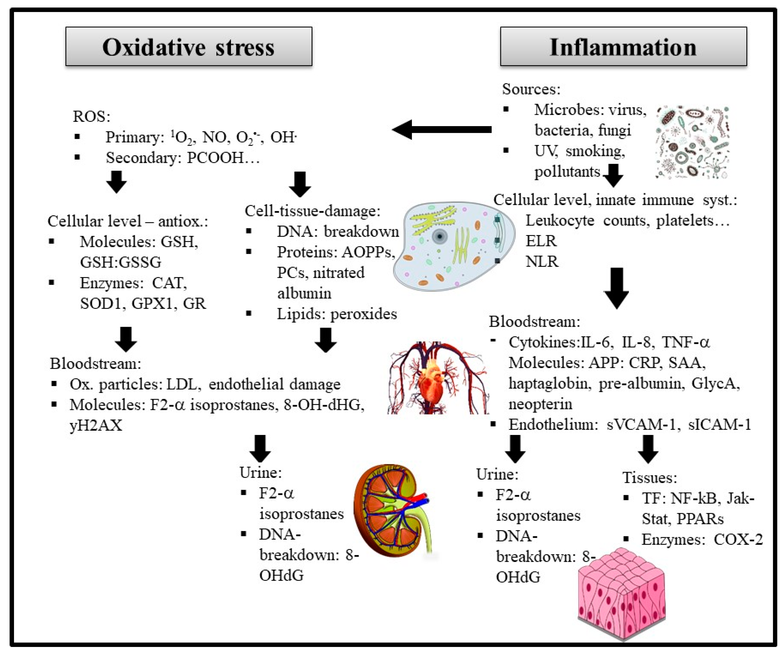 Antioxidants 10 00414 g003