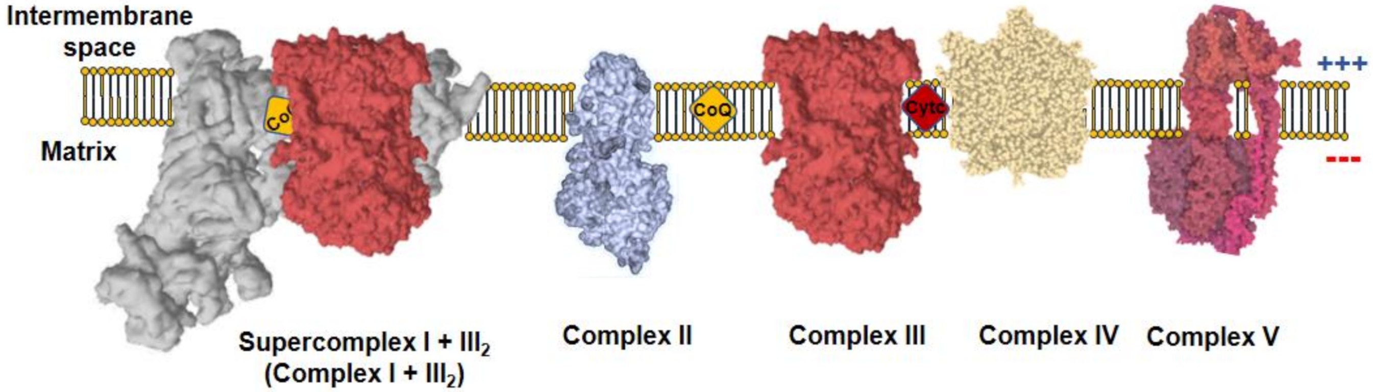 Antioxidants 10 00415 g001