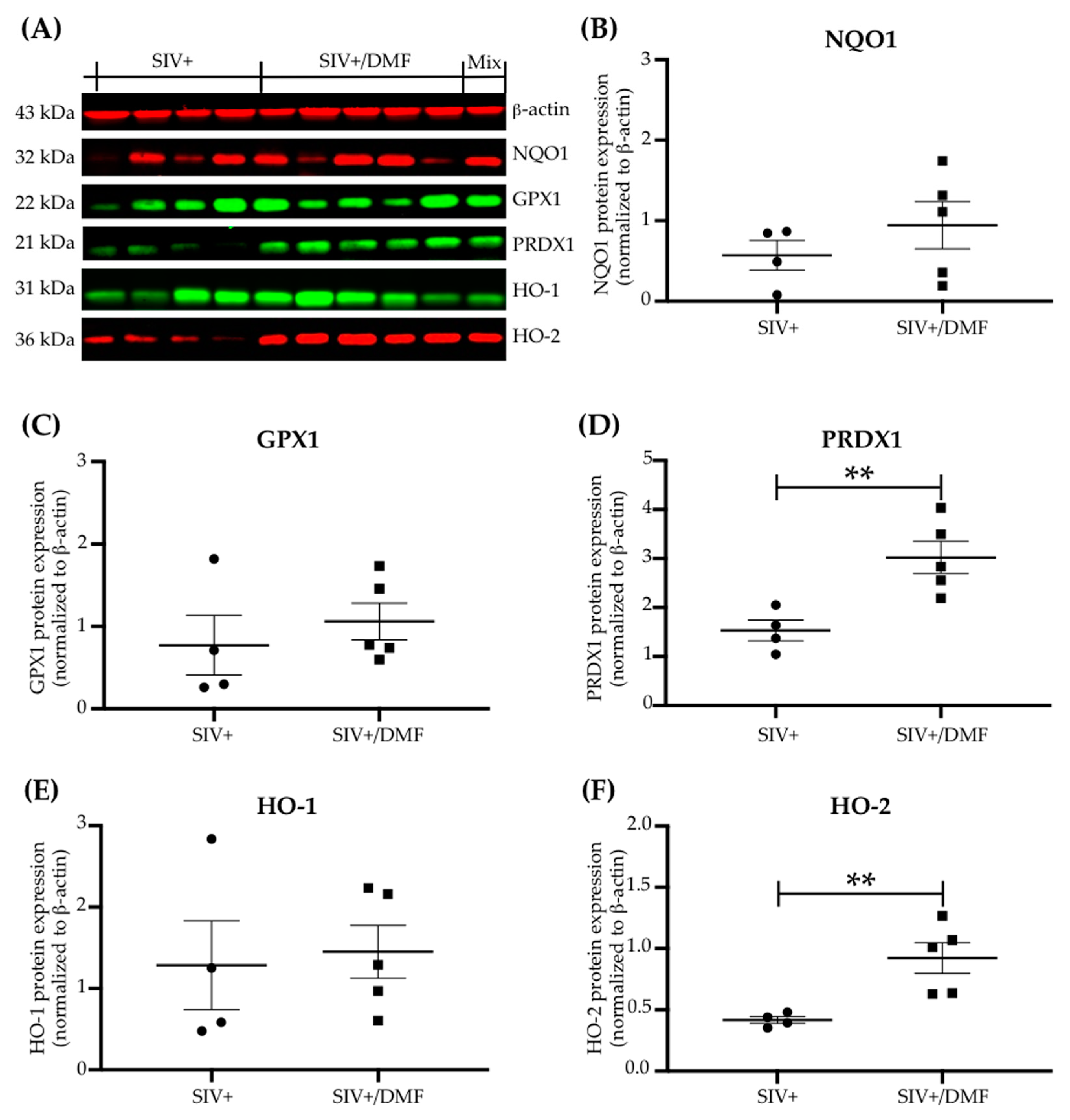 Antioxidants 10 00416 g005 Antioxidants 10 00416 g005