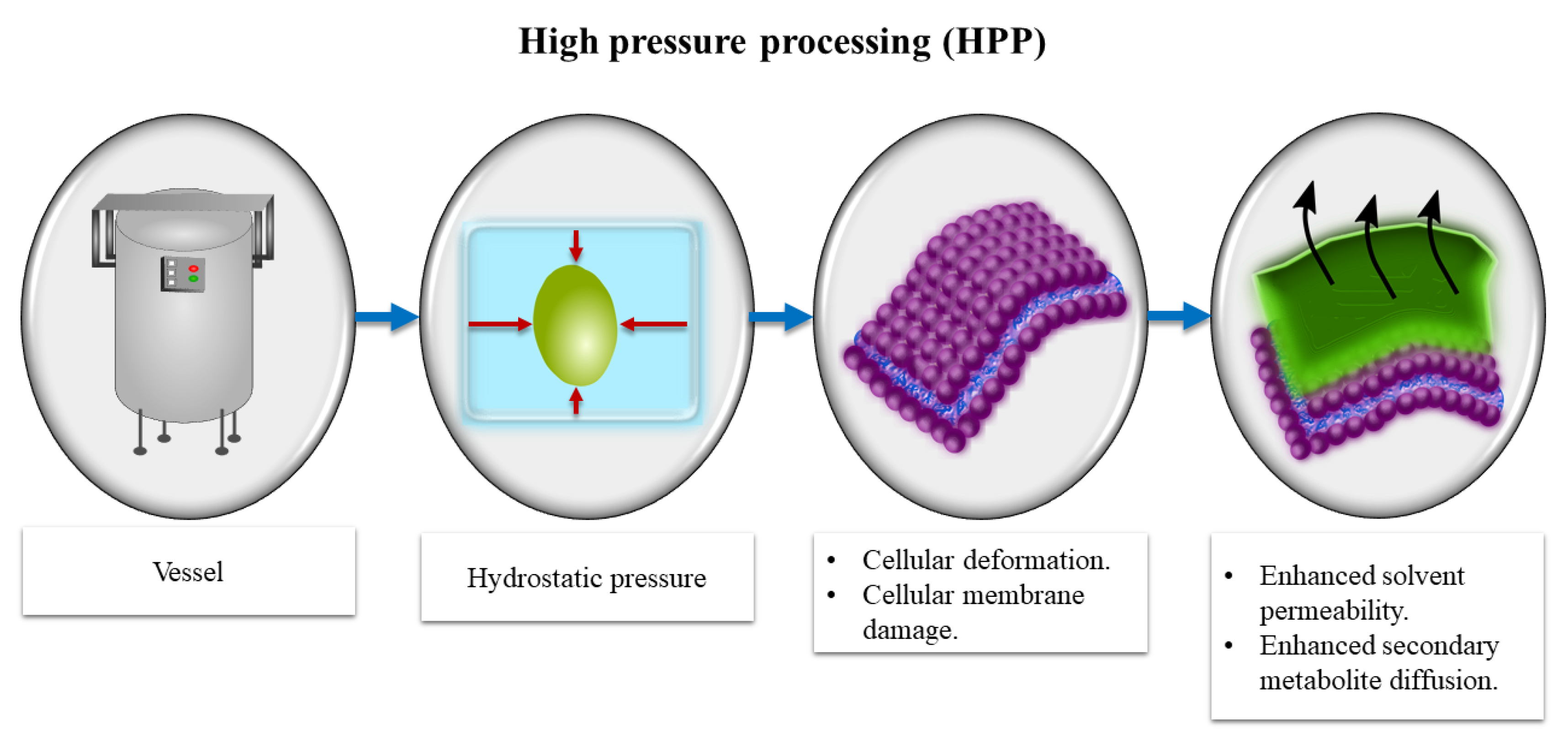 Antioxidants 10 00417 g002