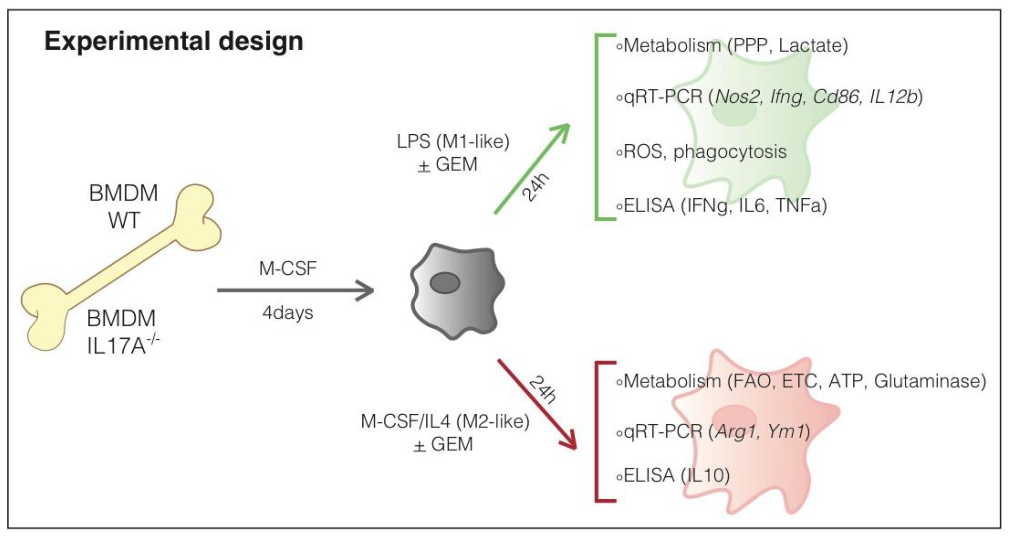 Antioxidants 10 00422 g001