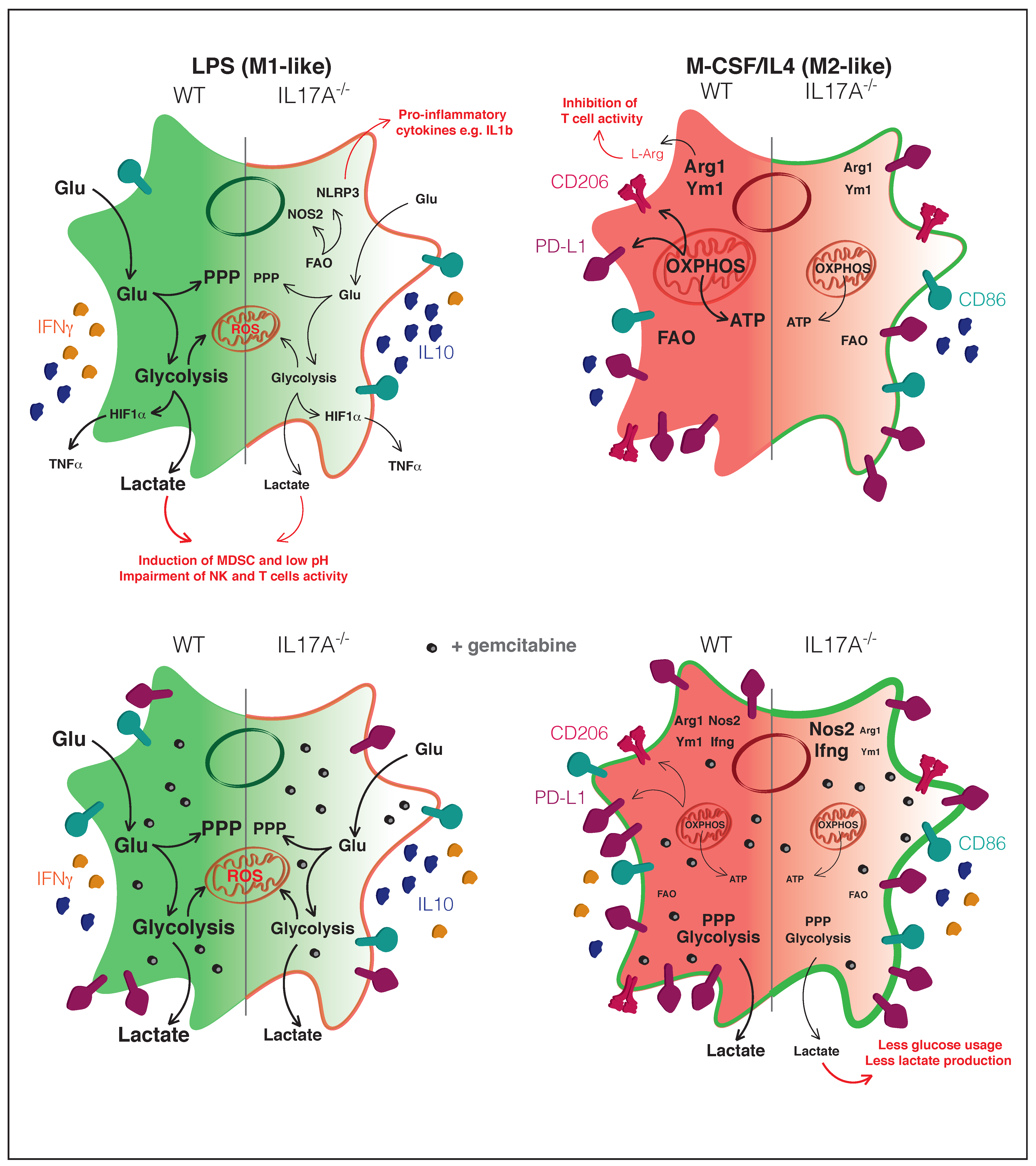 Antioxidants 10 00422 g007