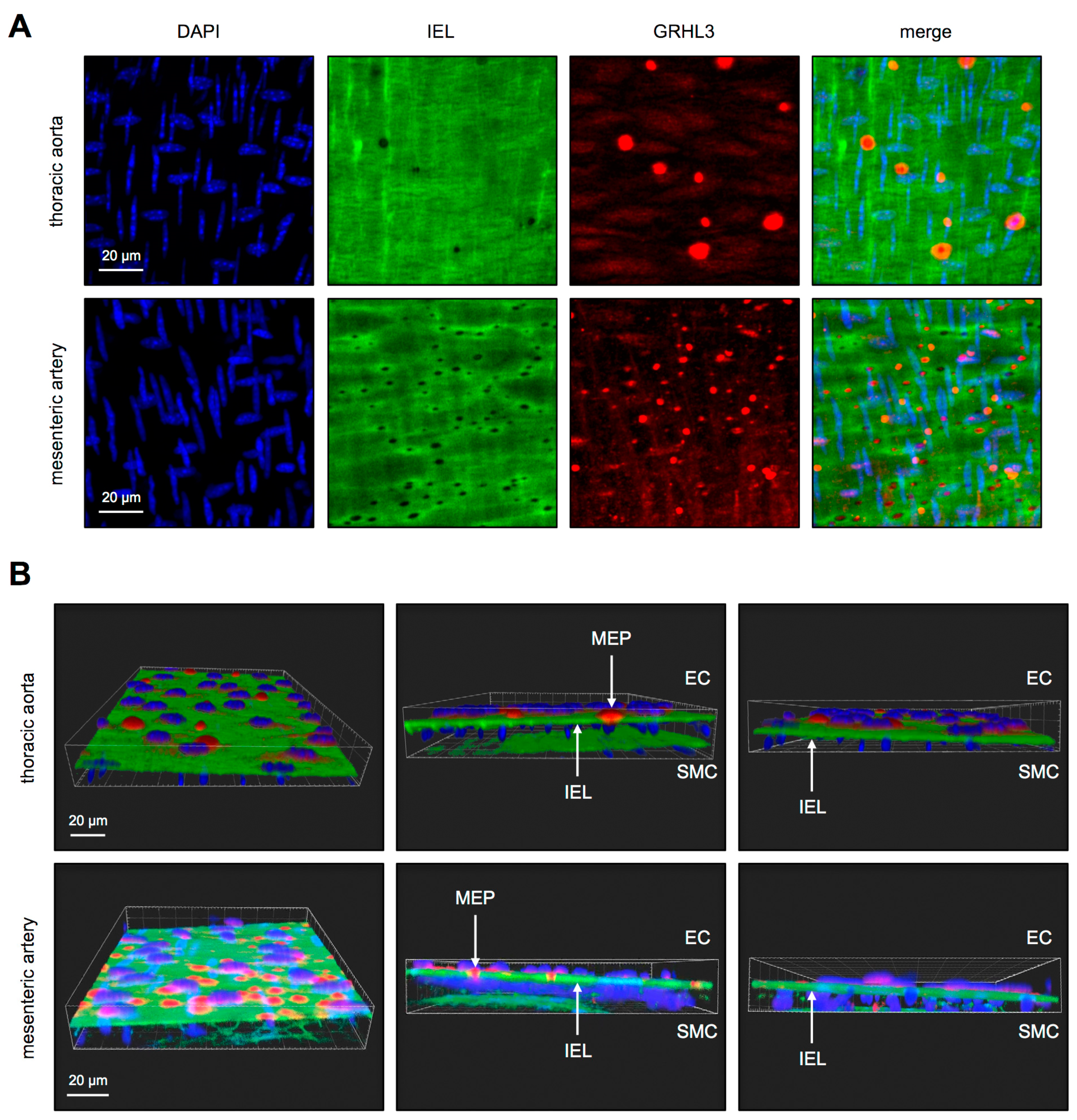 Antioxidants 10 00428 g001