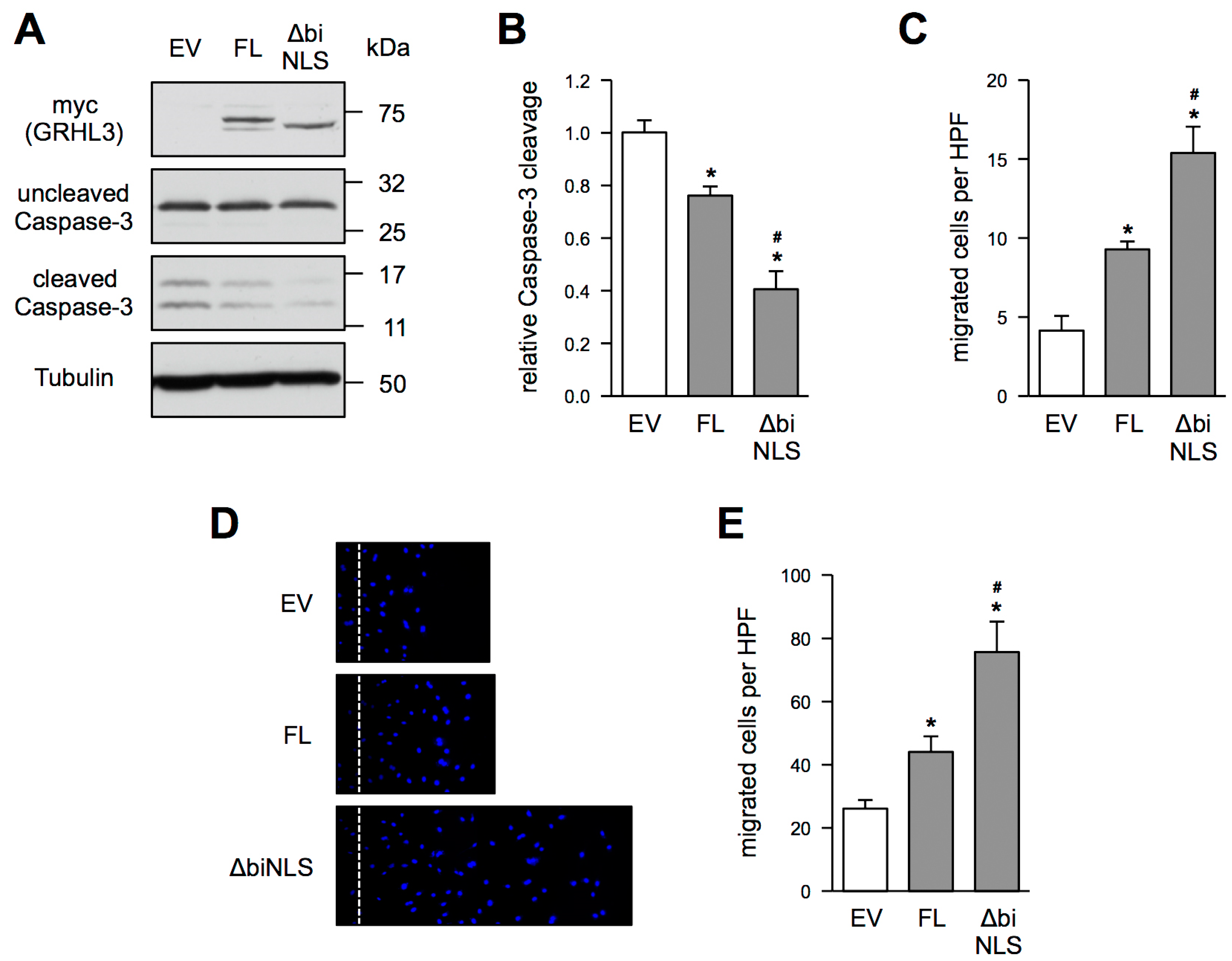 Antioxidants 10 00428 g004