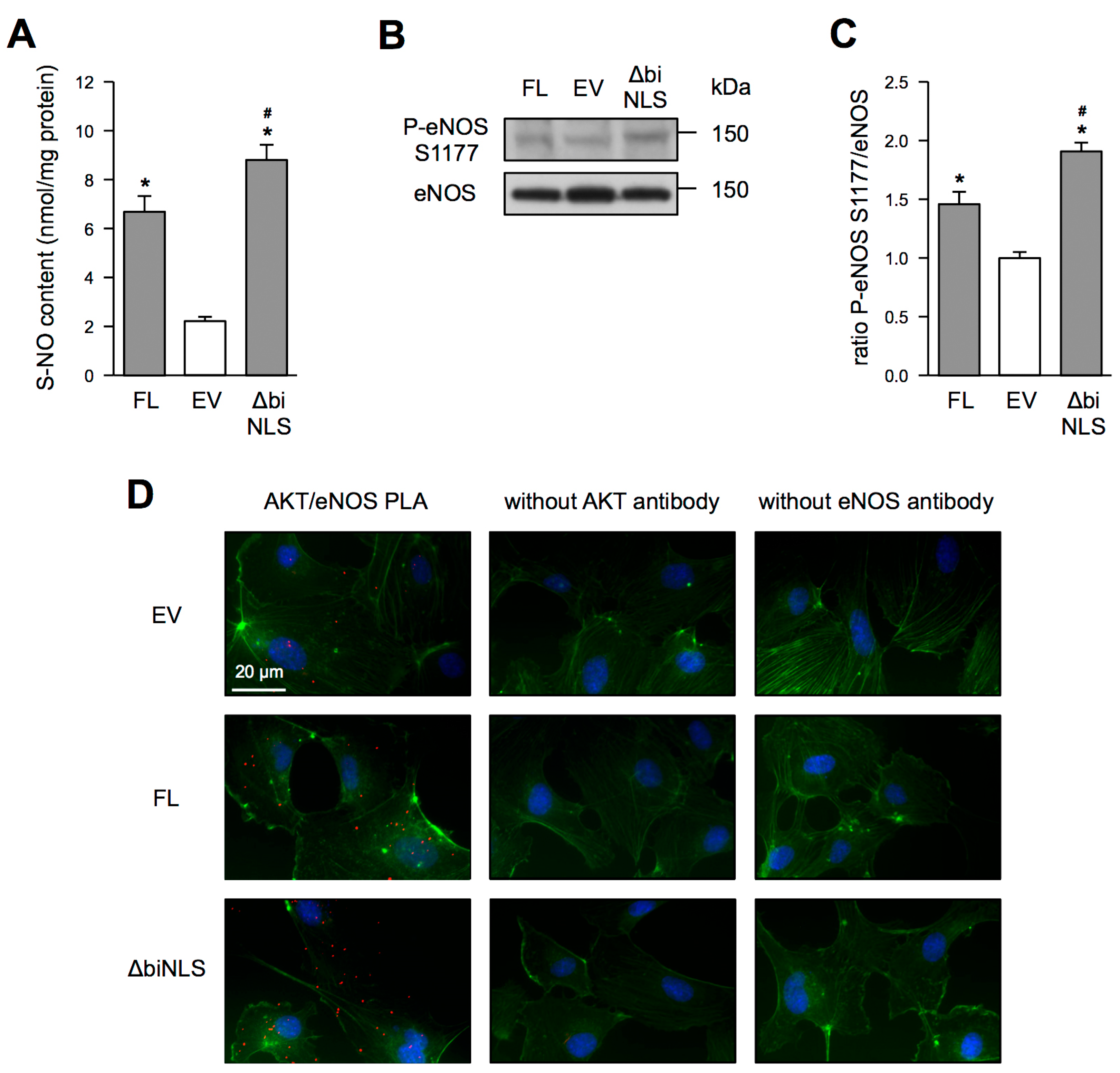 Antioxidants 10 00428 g005