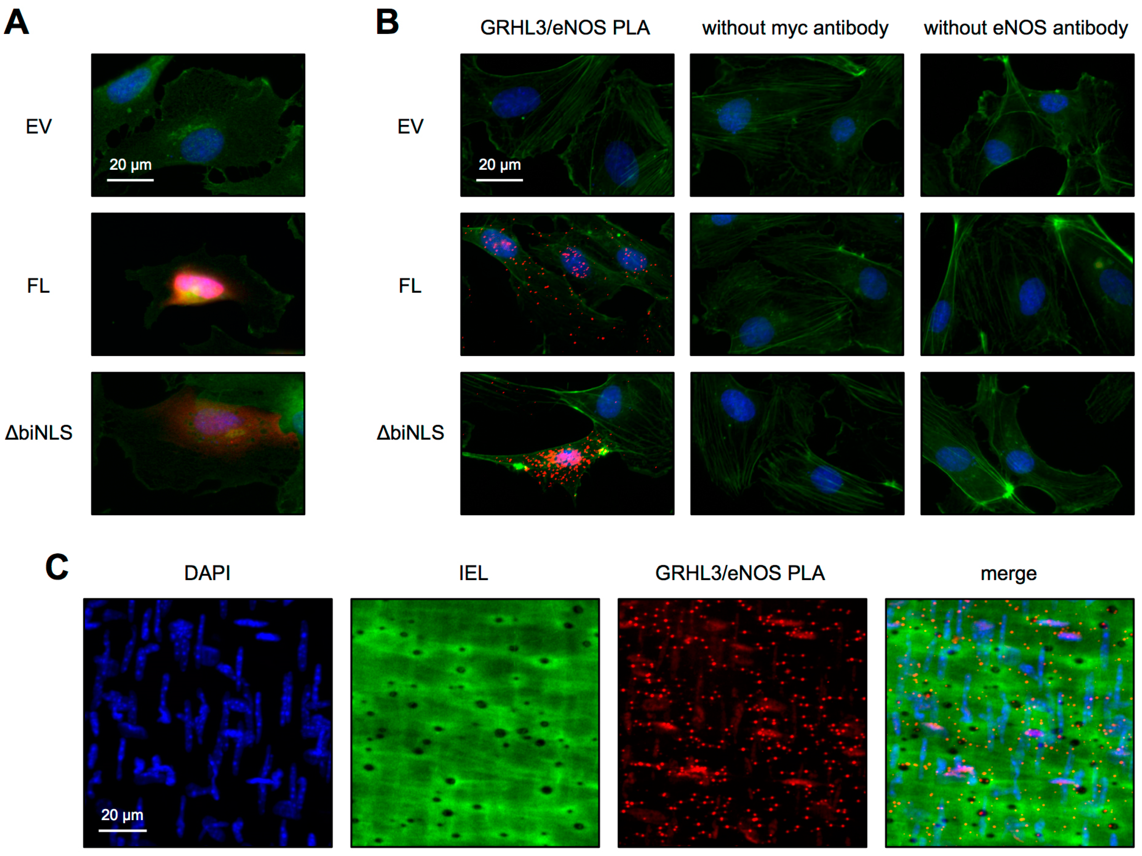 Antioxidants 10 00428 g006