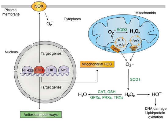 Antioxidants 10 00437 g002