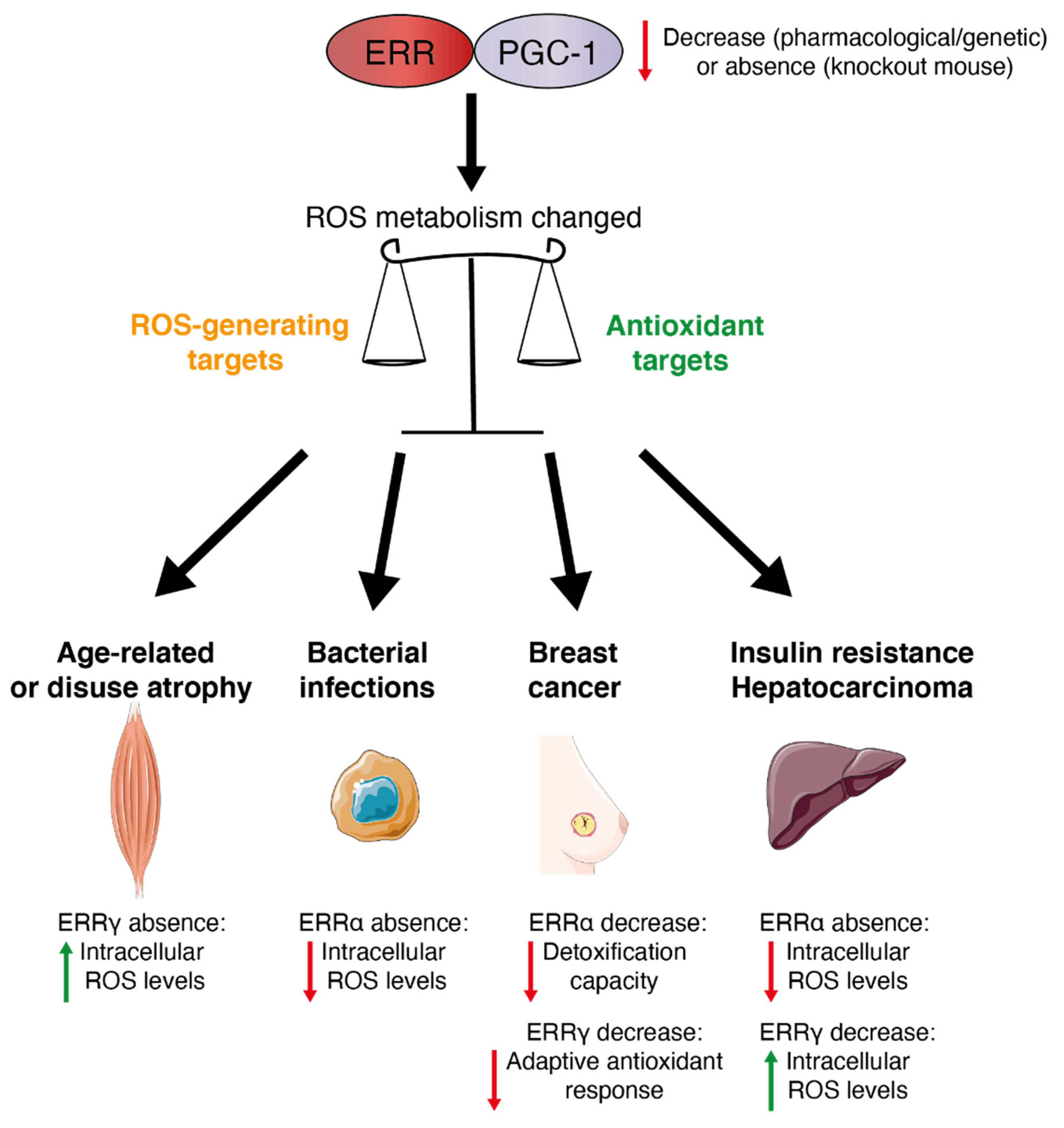 Antioxidants 10 00437 g003 Antioxidants 10 00437 g003