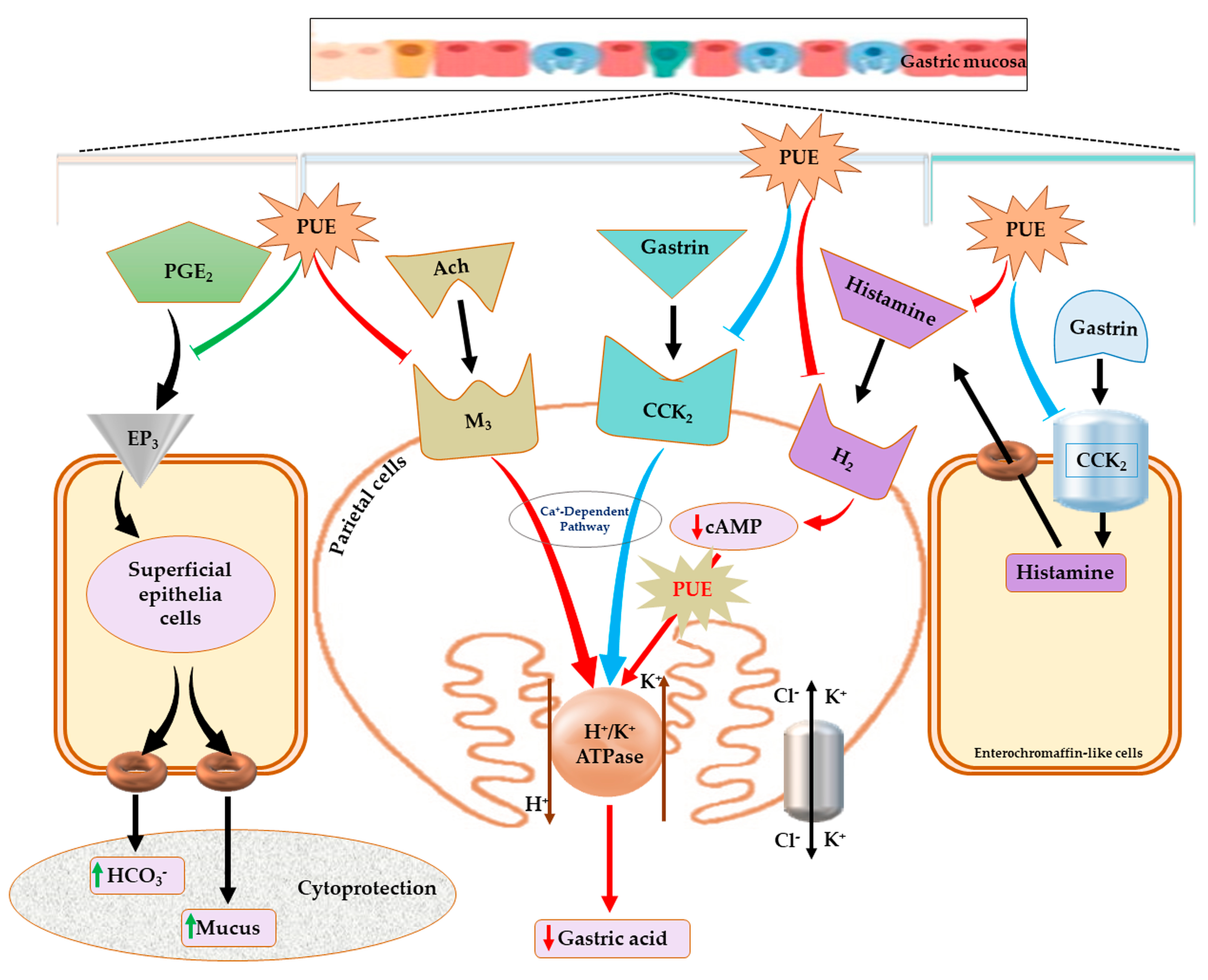 Antioxidants 10 00439 g008