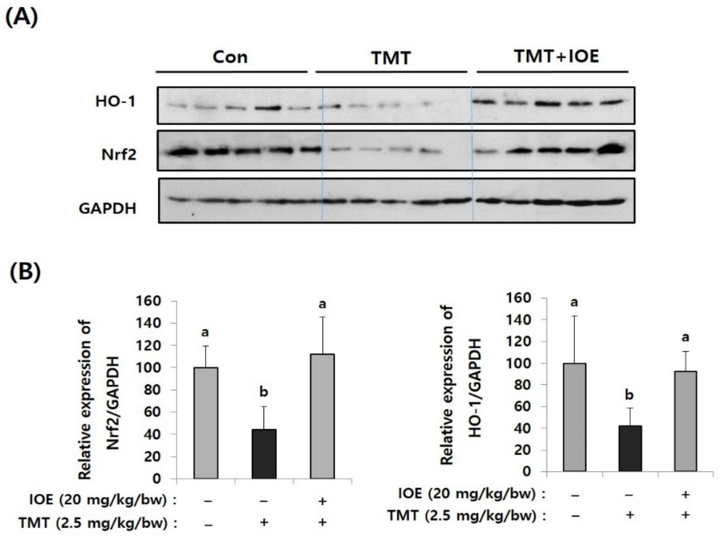 Antioxidants 10 00440 g006