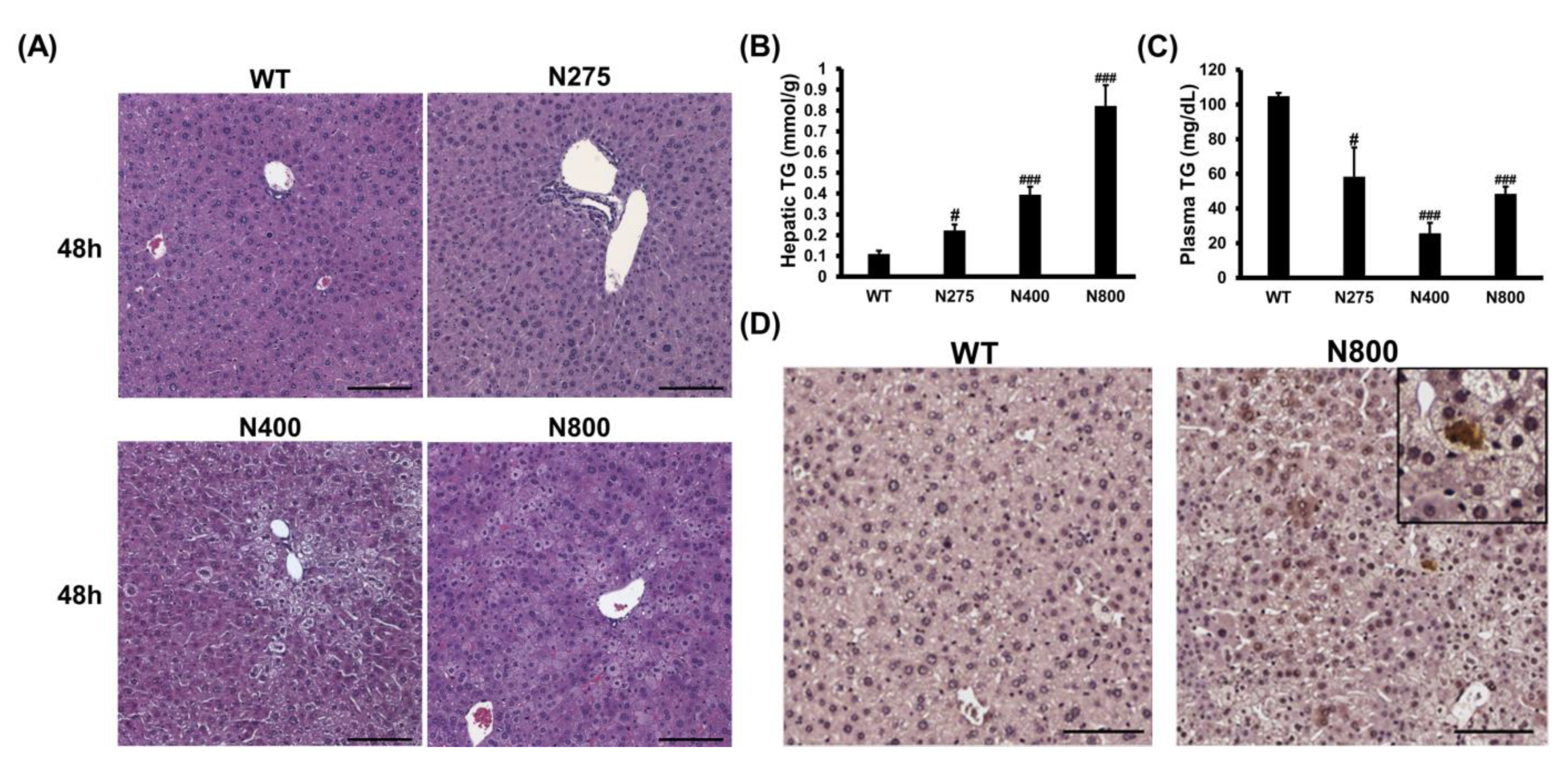 Antioxidants 10 00442 g008
