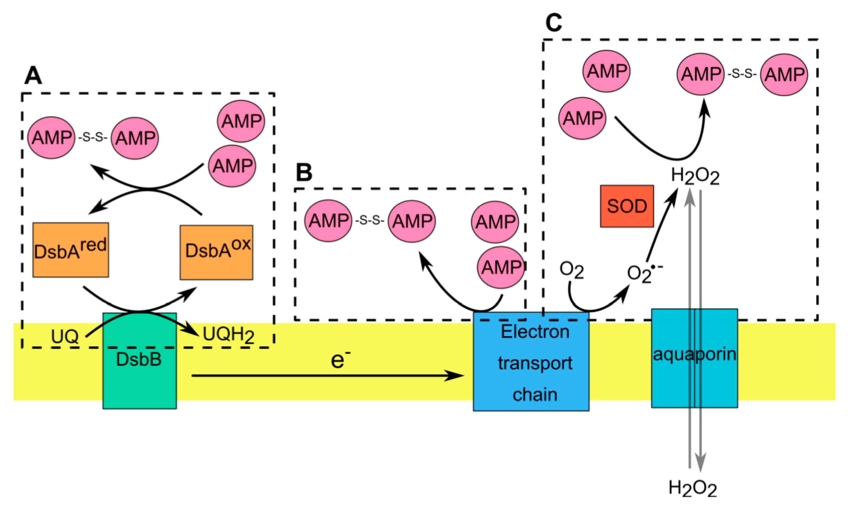Antioxidants 10 00446 g002