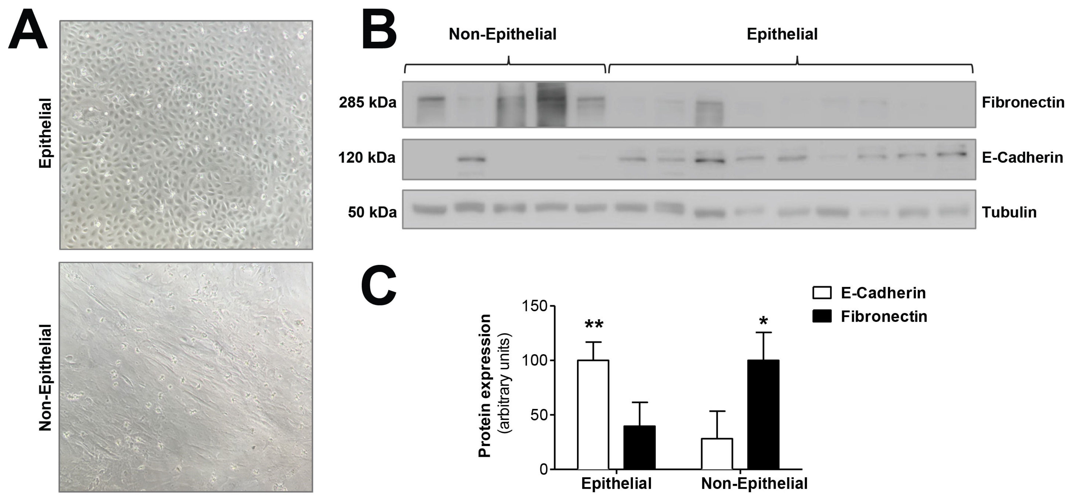 Antioxidants 10 00447 g001