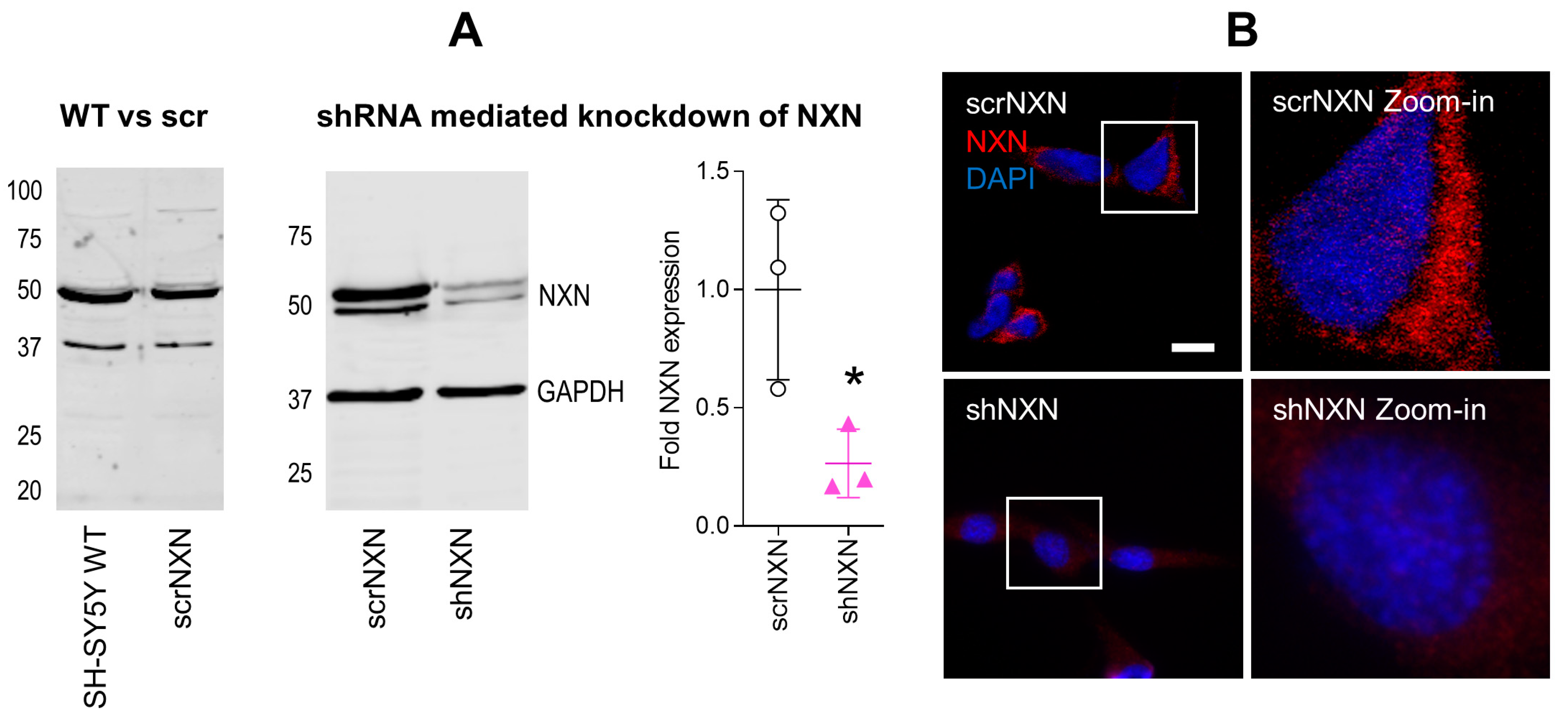 Antioxidants 10 00449 g001