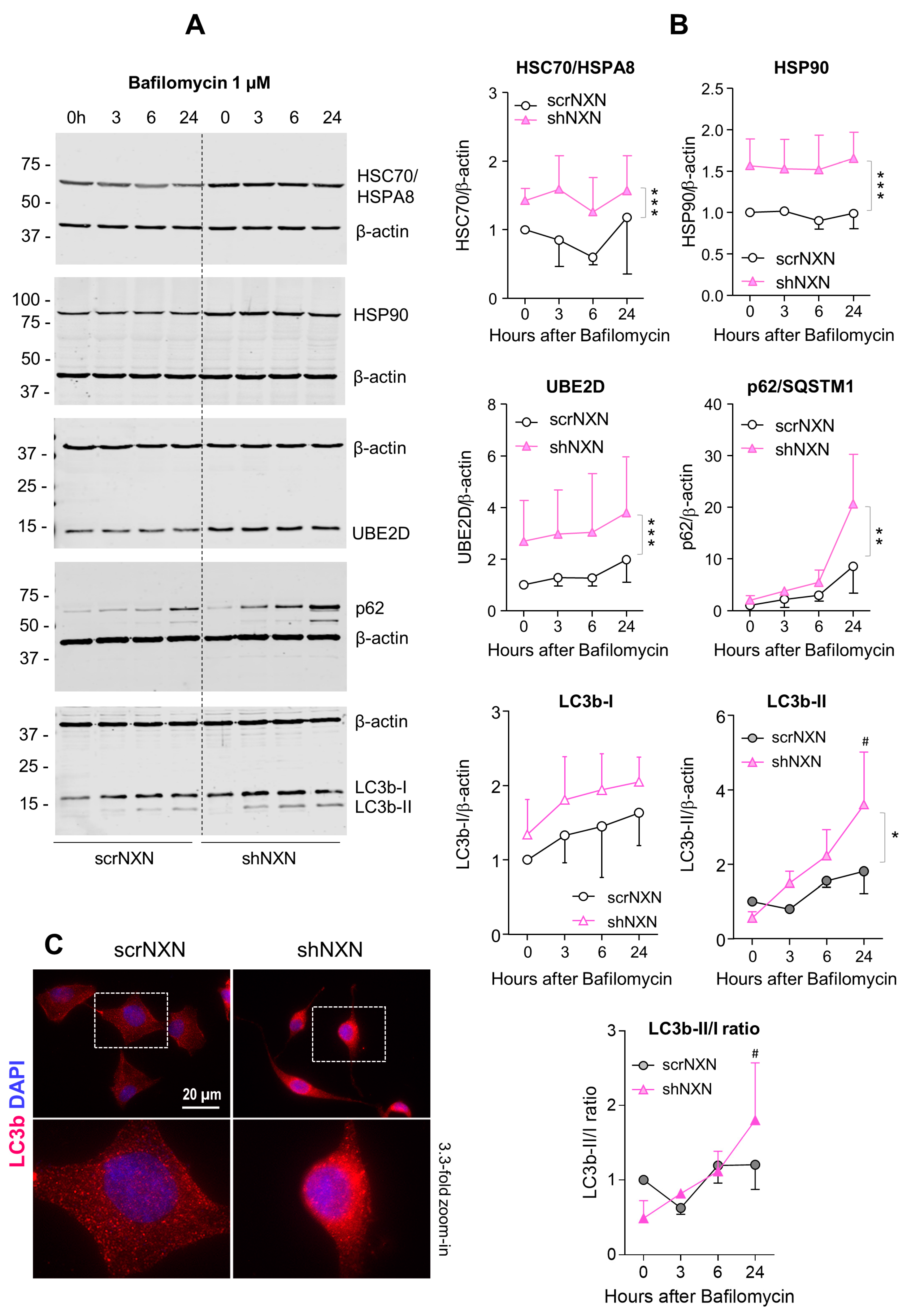 Antioxidants 10 00449 g004