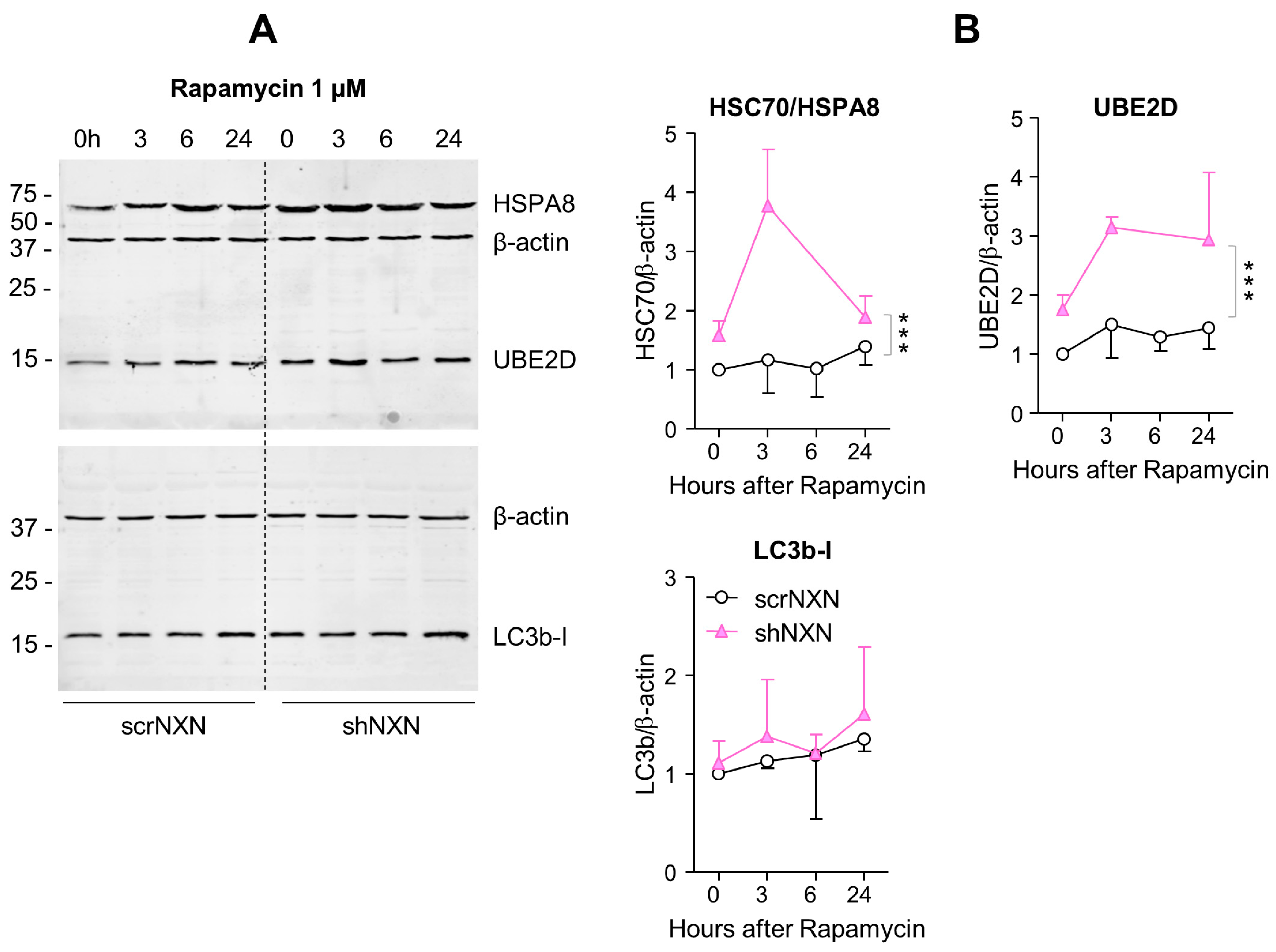 Antioxidants 10 00449 g005