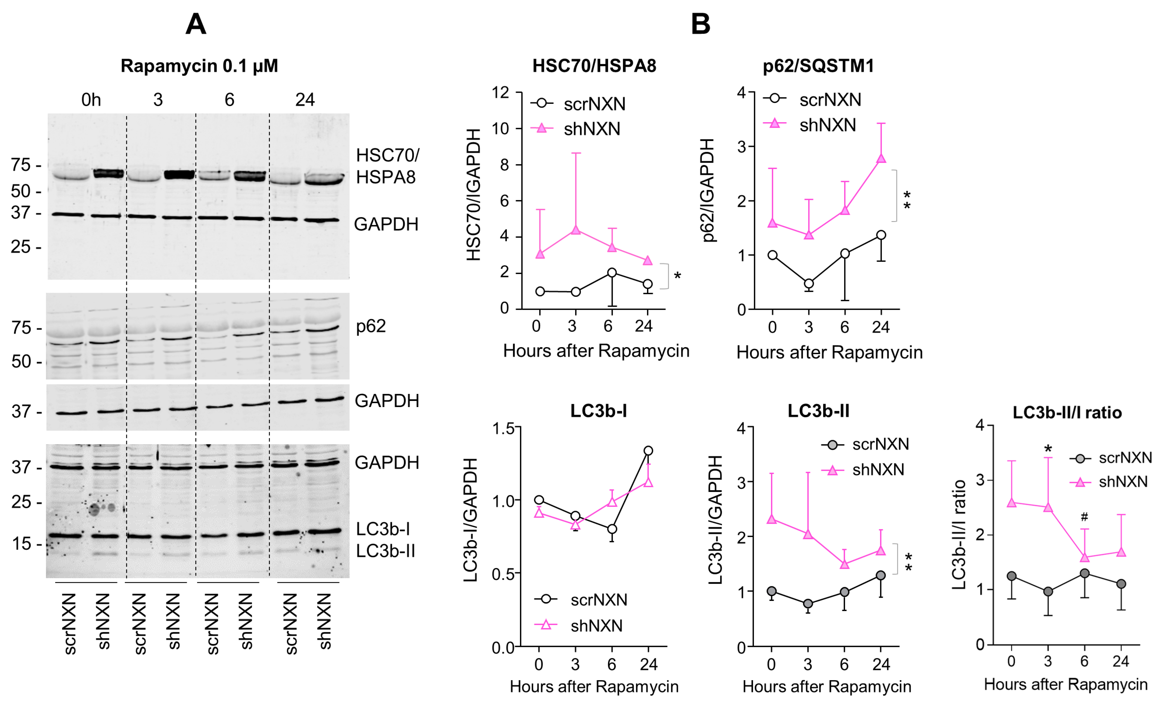 Antioxidants 10 00449 g006