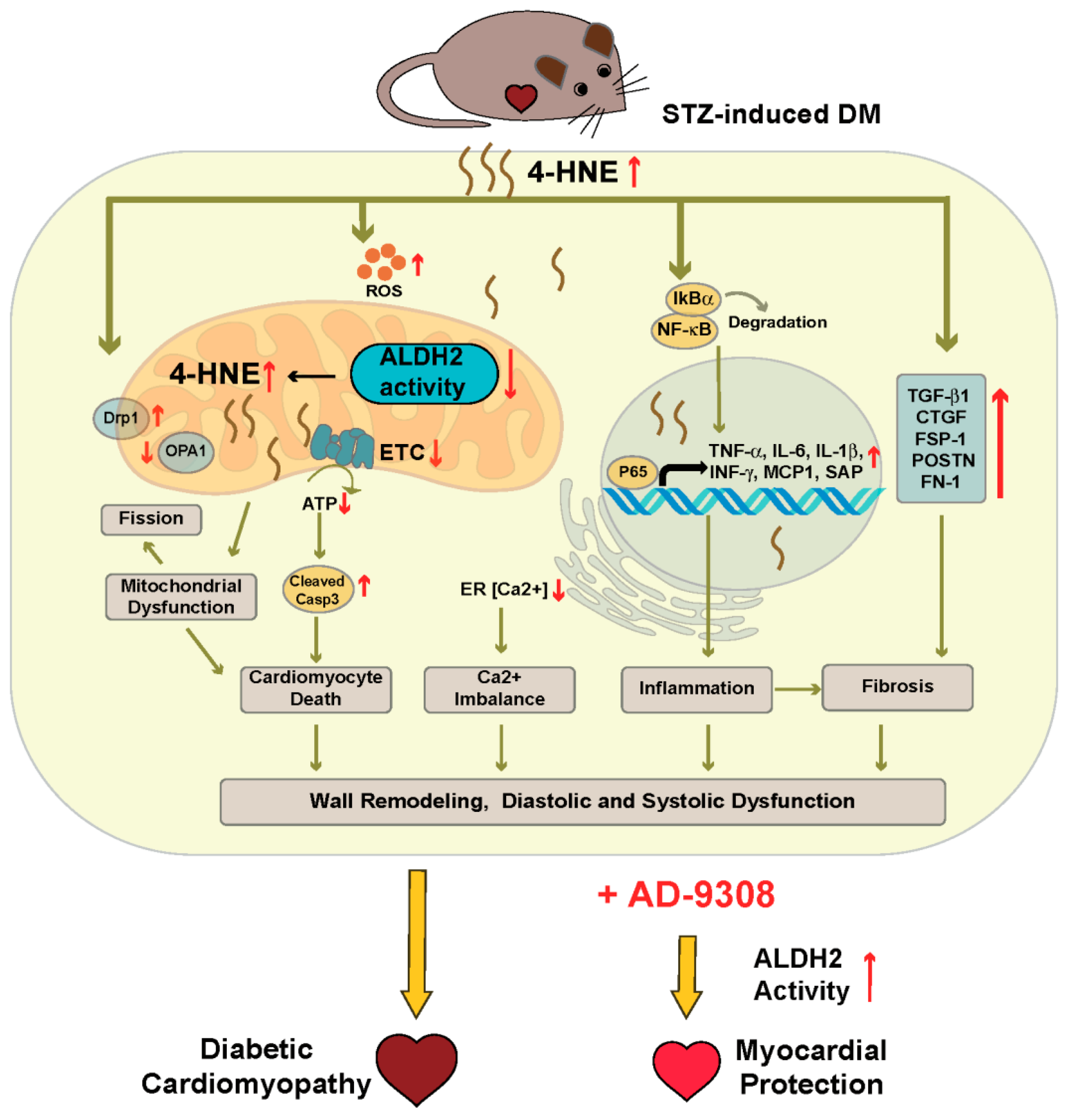 Antioxidants 10 00450 g008