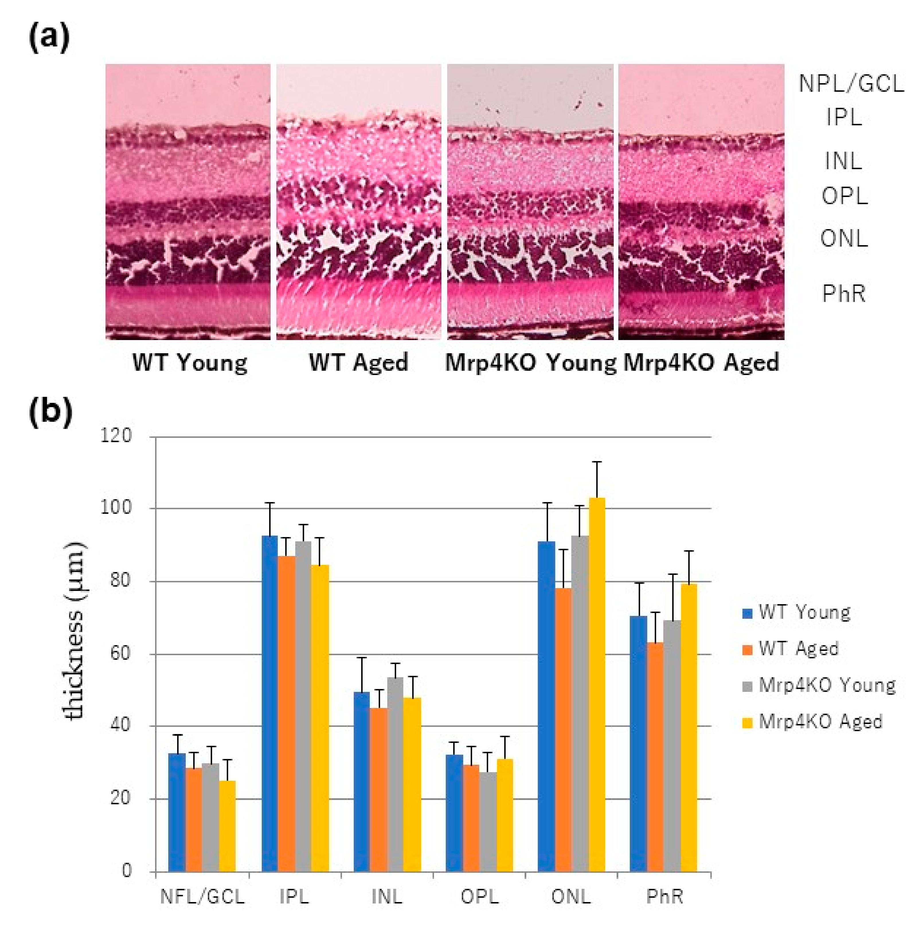 Antioxidants 10 00455 g003