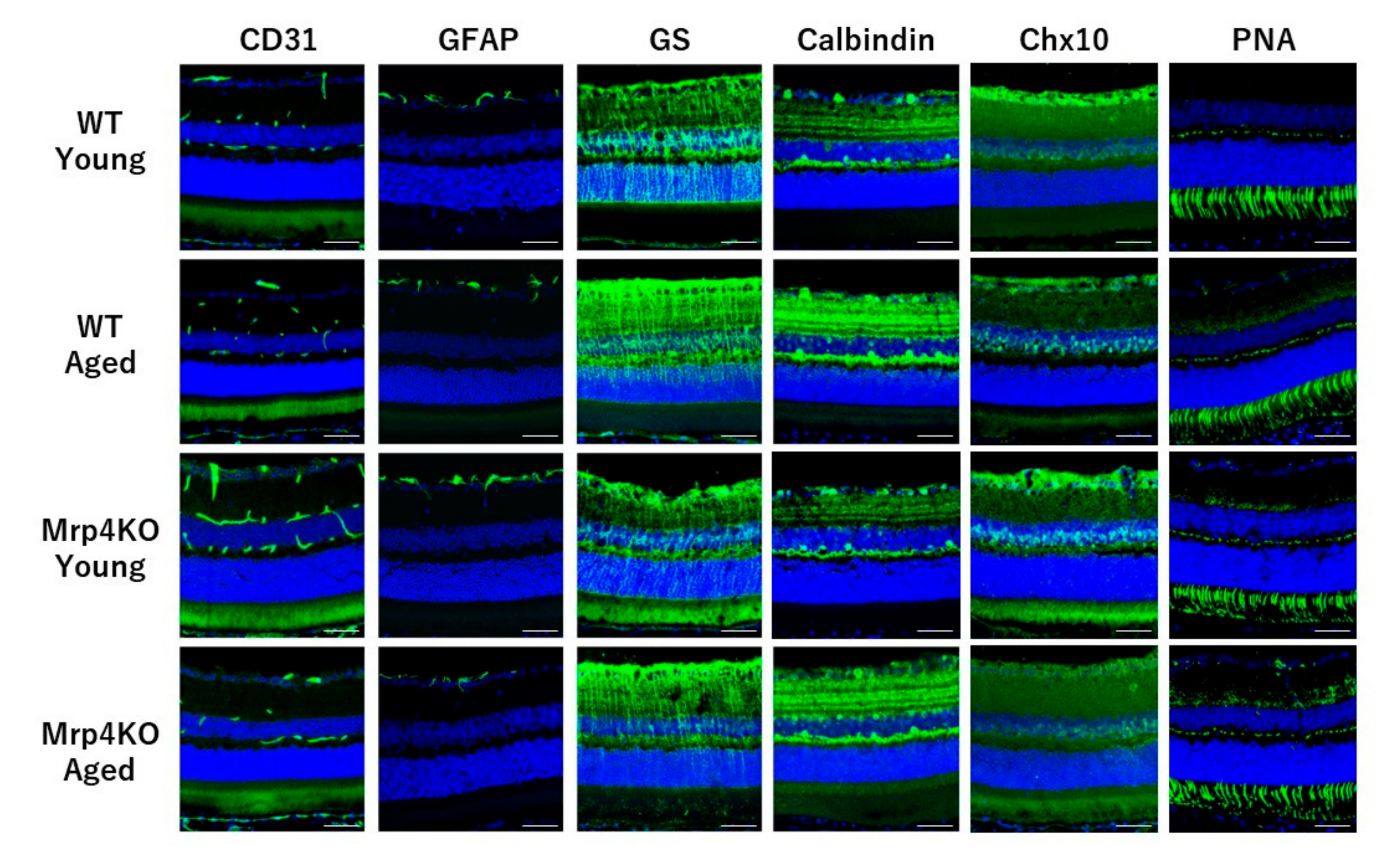 Antioxidants 10 00455 g004