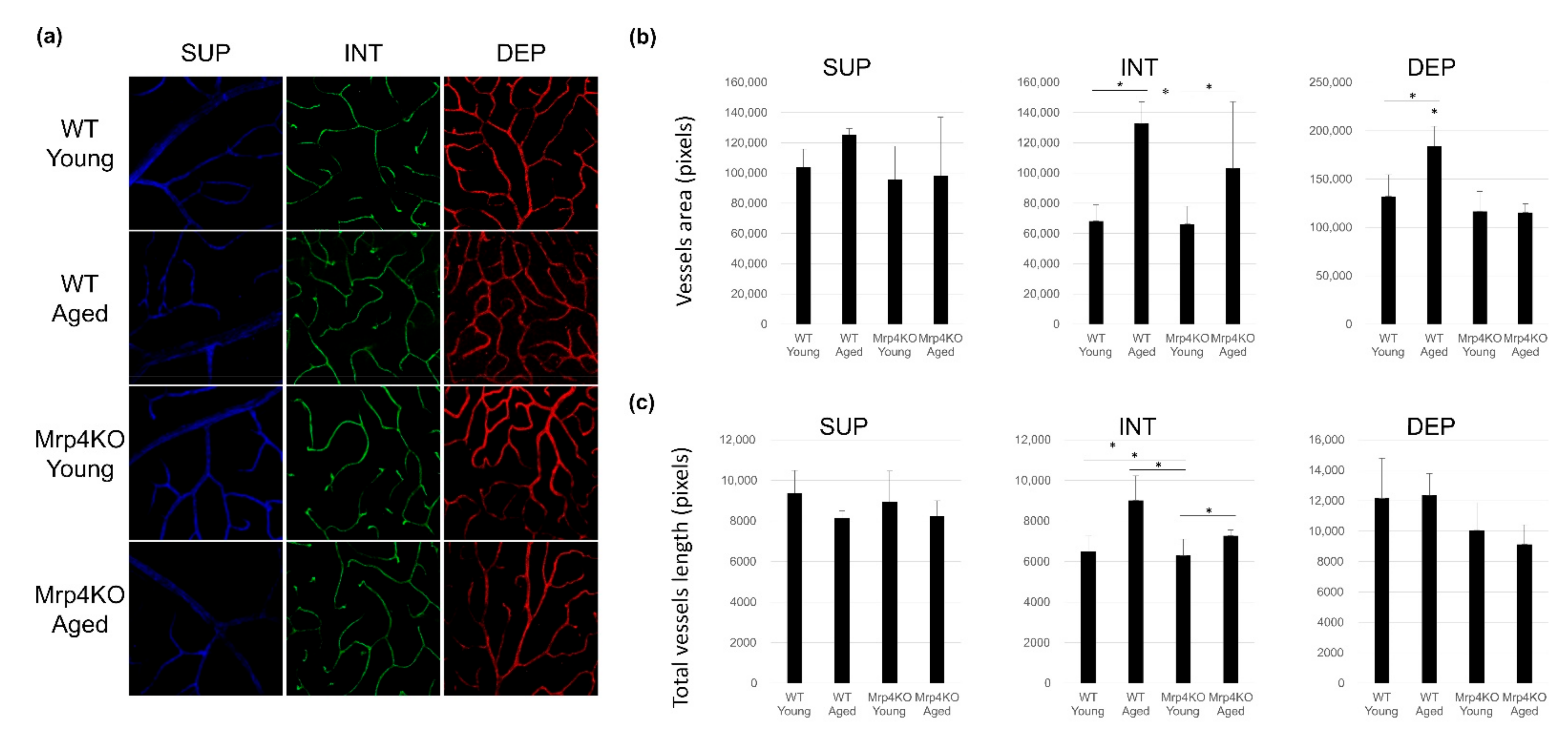 Antioxidants 10 00455 g006