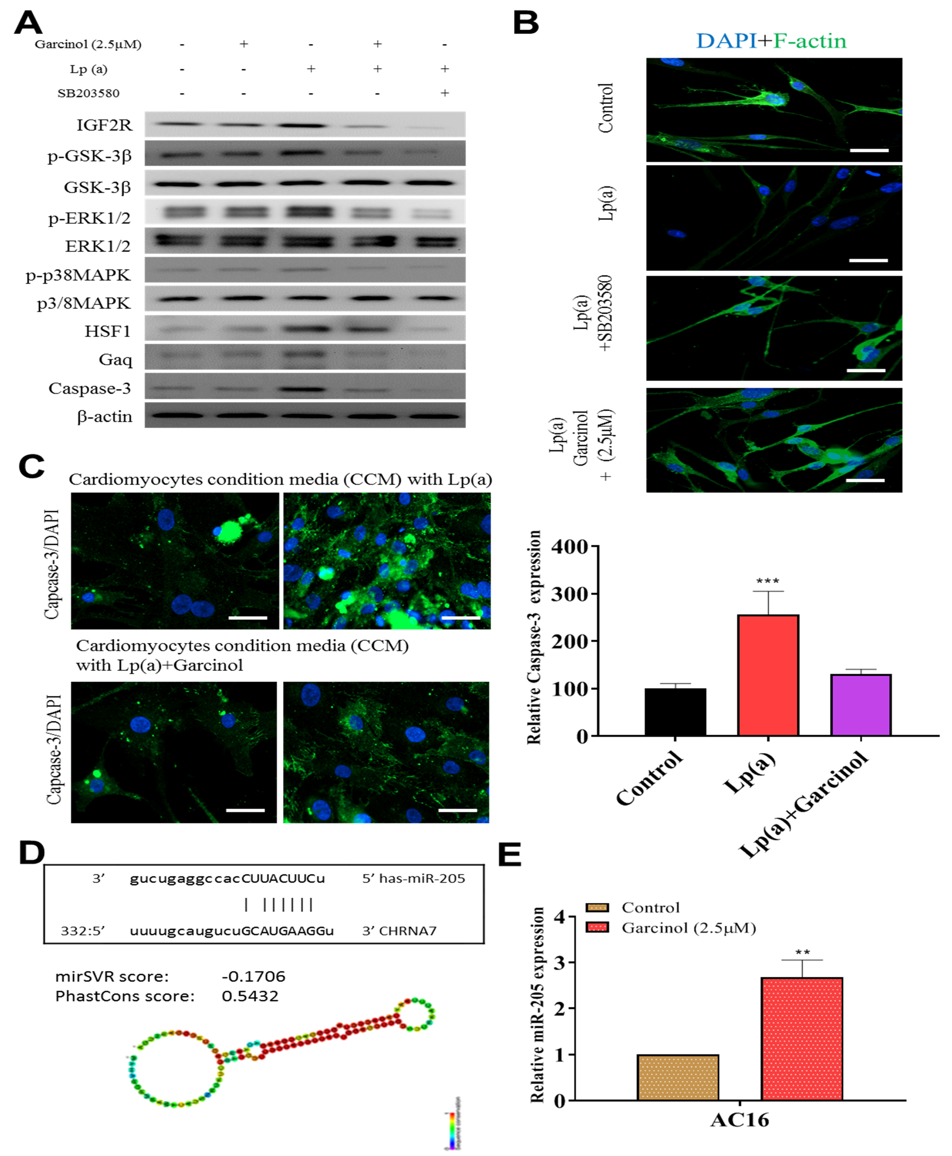 Antioxidants 10 00461 g005