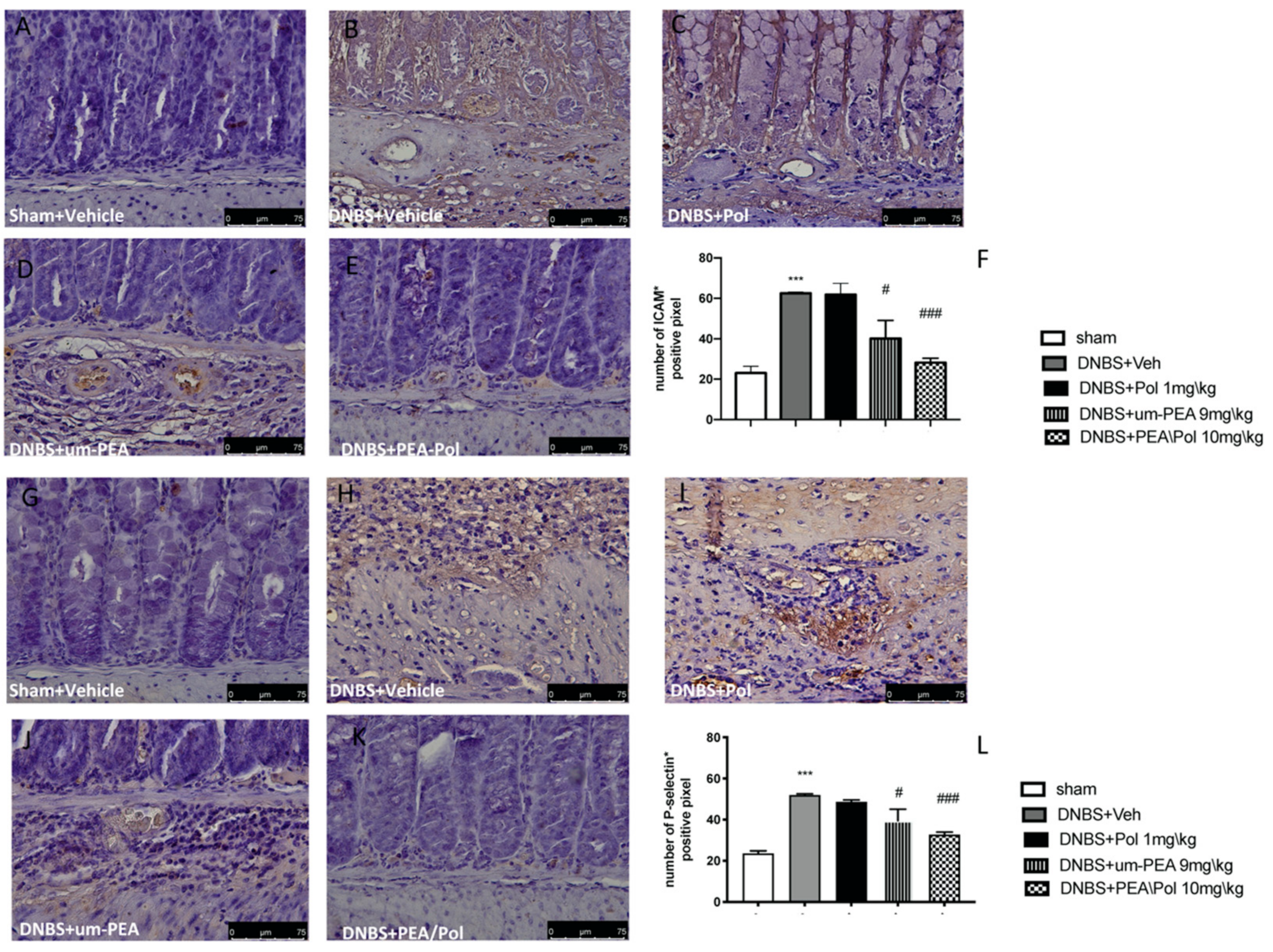 Antioxidants 10 00464 g005