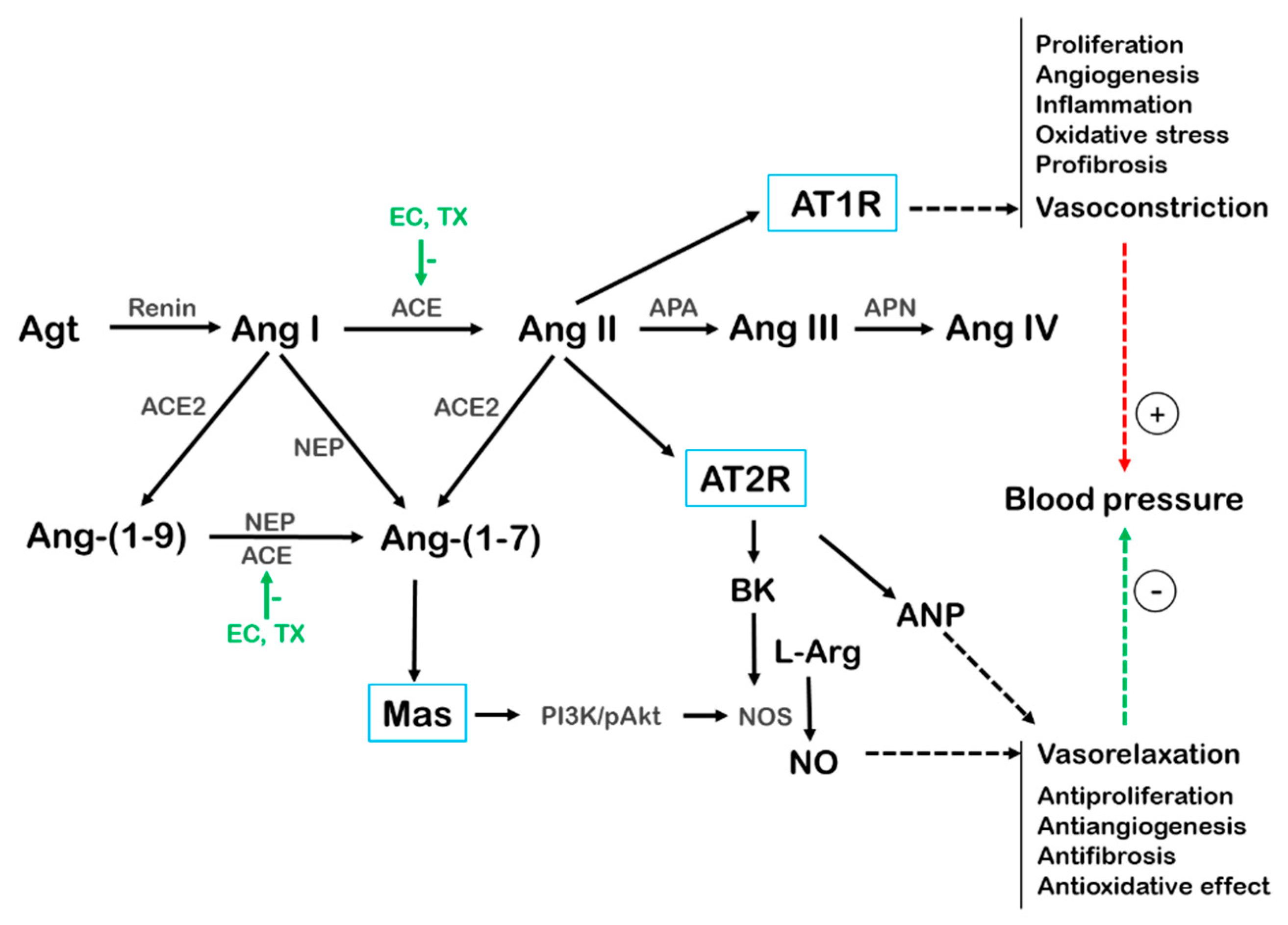 Antioxidants 10 00467 g004