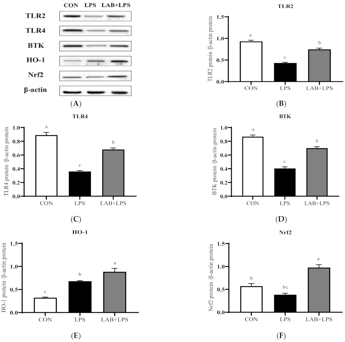 Antioxidants 10 00468 g003