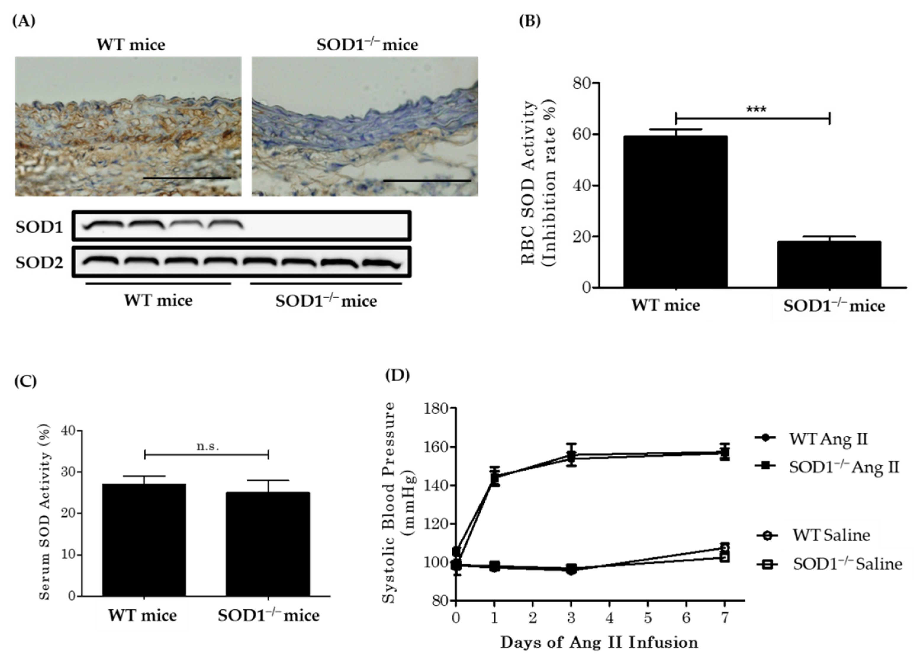 Antioxidants 10 00471 g001 Antioxidants 10 00471 g001