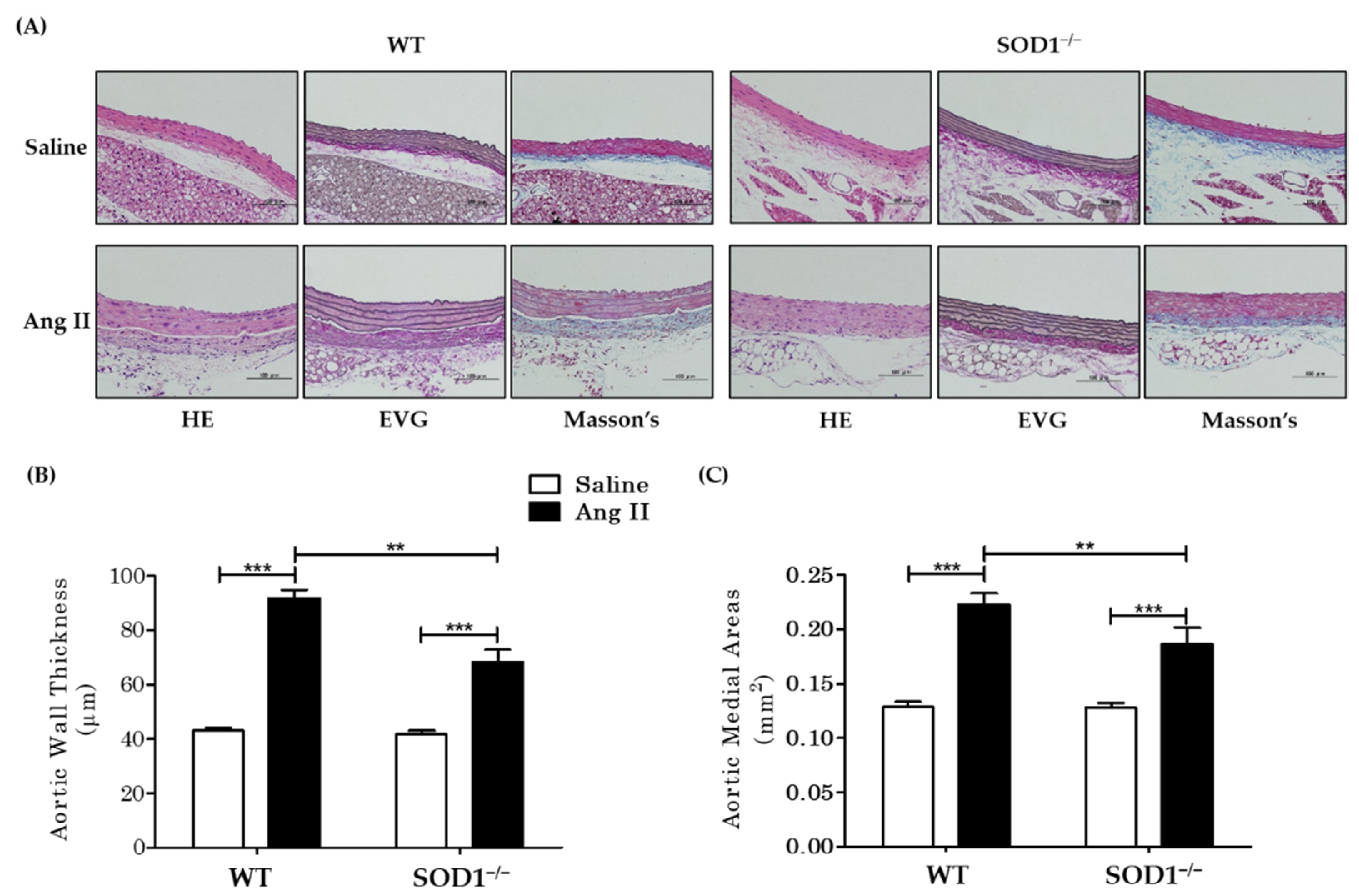 Antioxidants 10 00471 g002 Antioxidants 10 00471 g002