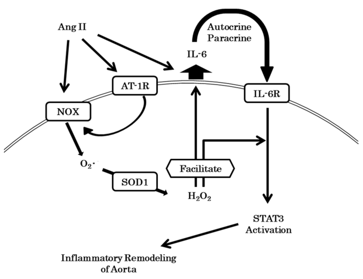 Antioxidants 10 00471 g007 Antioxidants 10 00471 g007