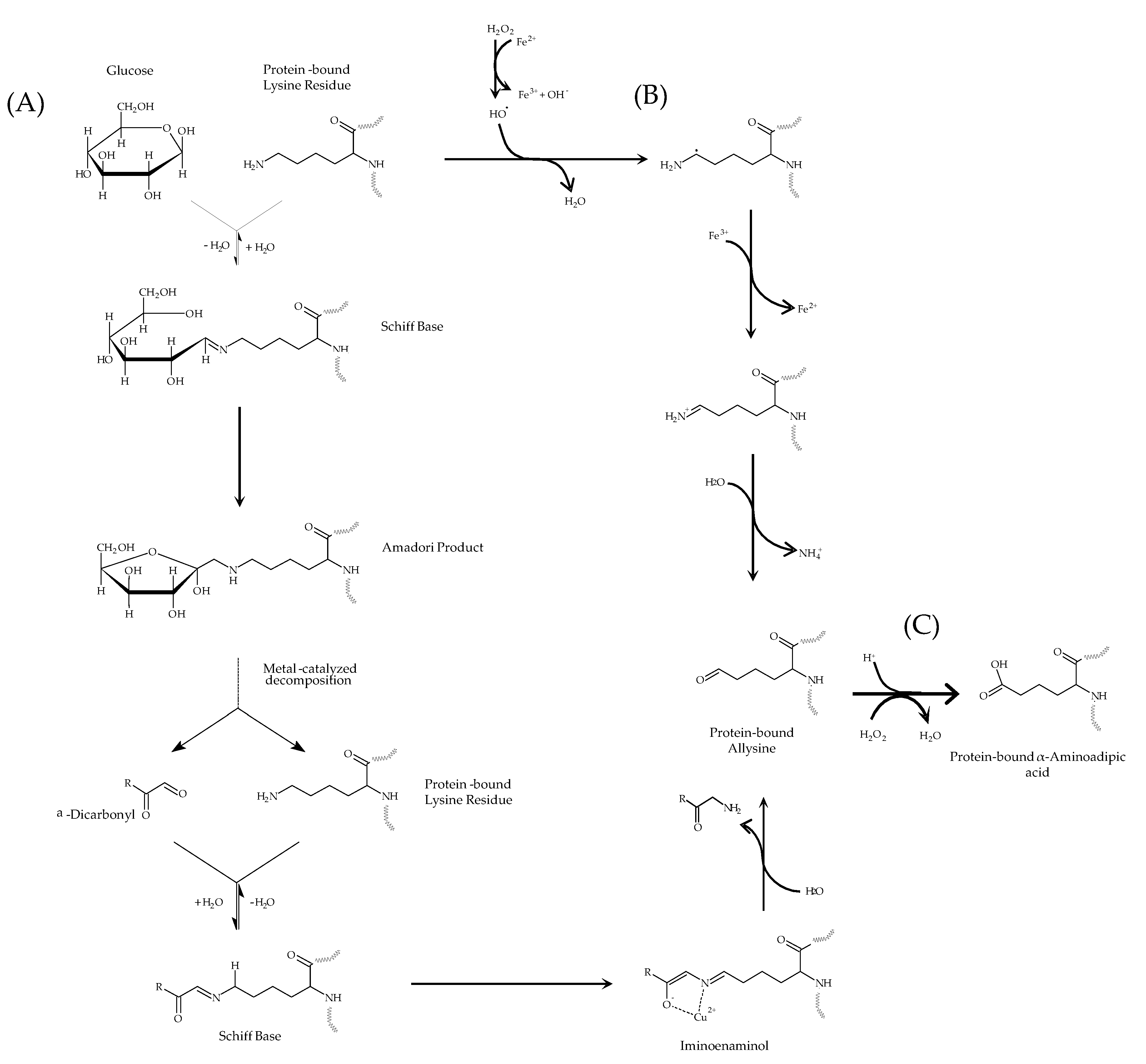 Antioxidants 10 00474 g002 Antioxidants 10 00474 g002