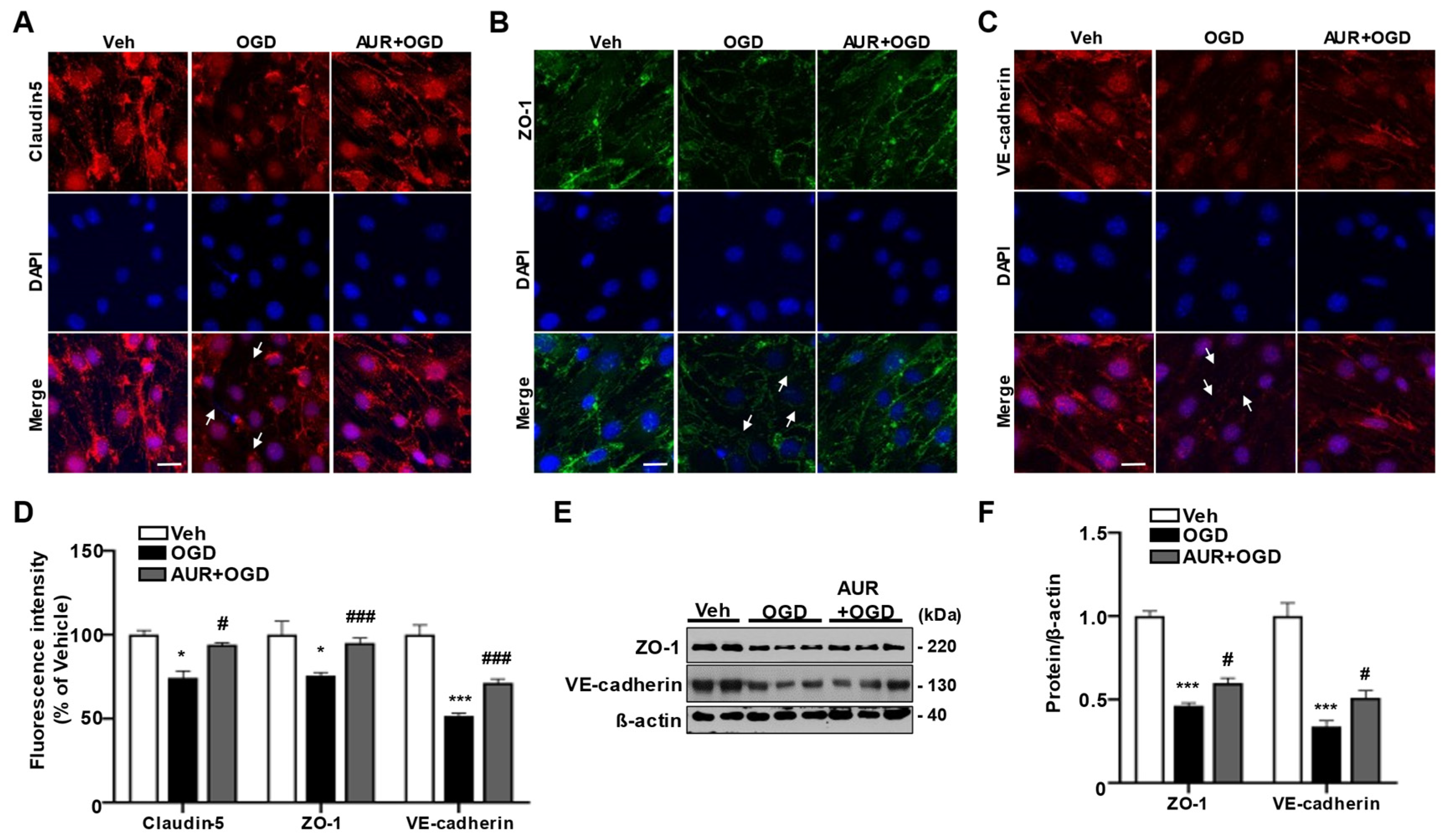 Antioxidants 10 00475 g004