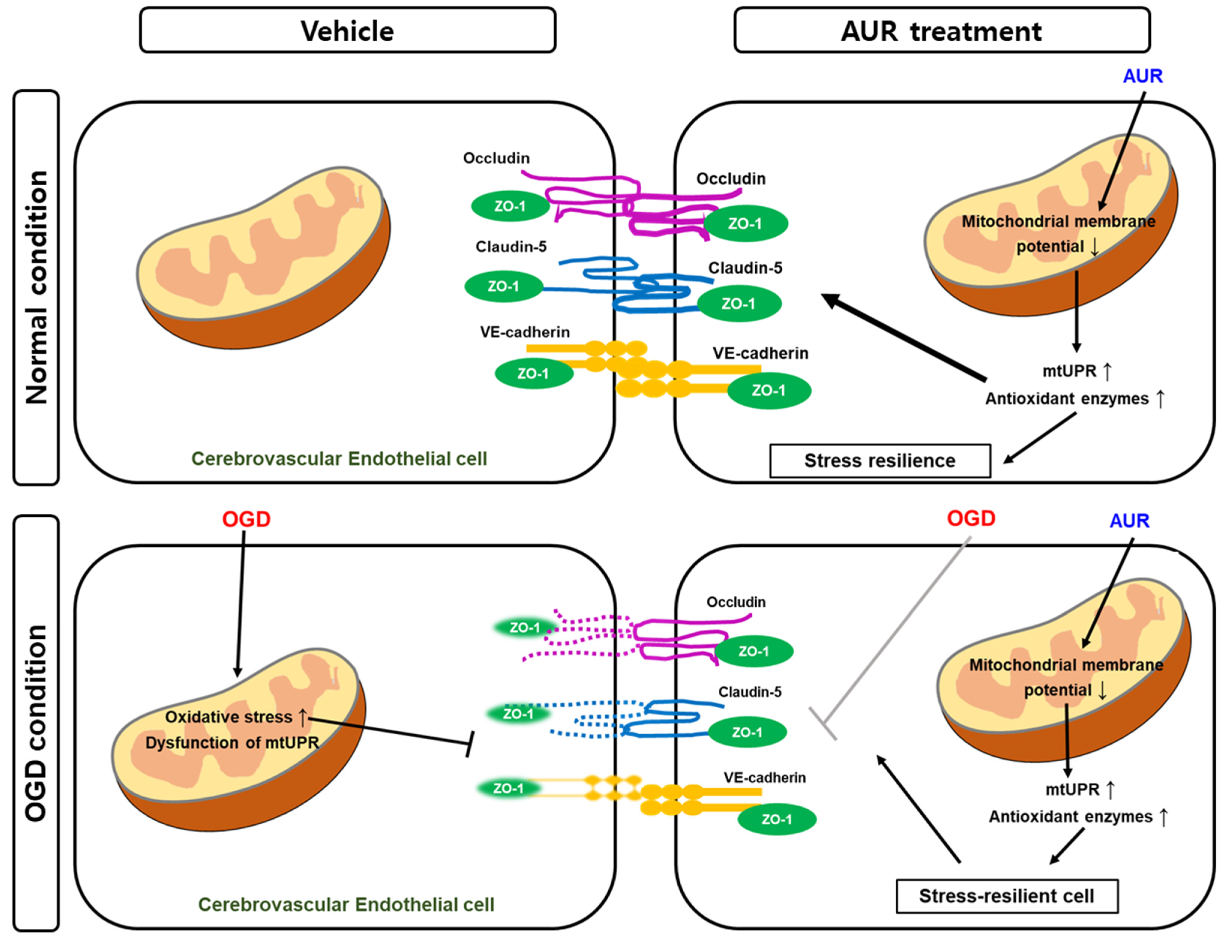 Antioxidants 10 00475 g005
