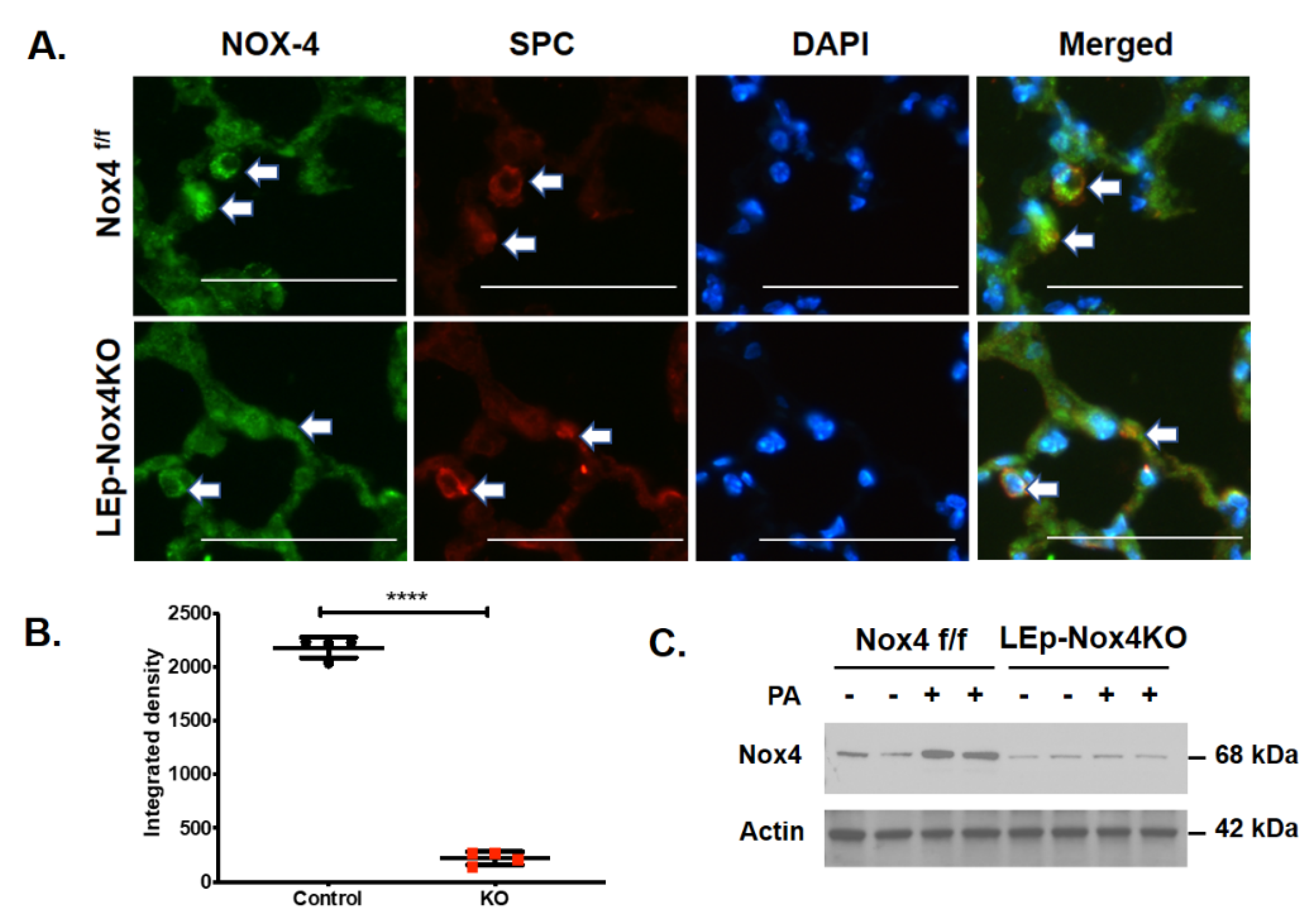 Antioxidants 10 00477 g002