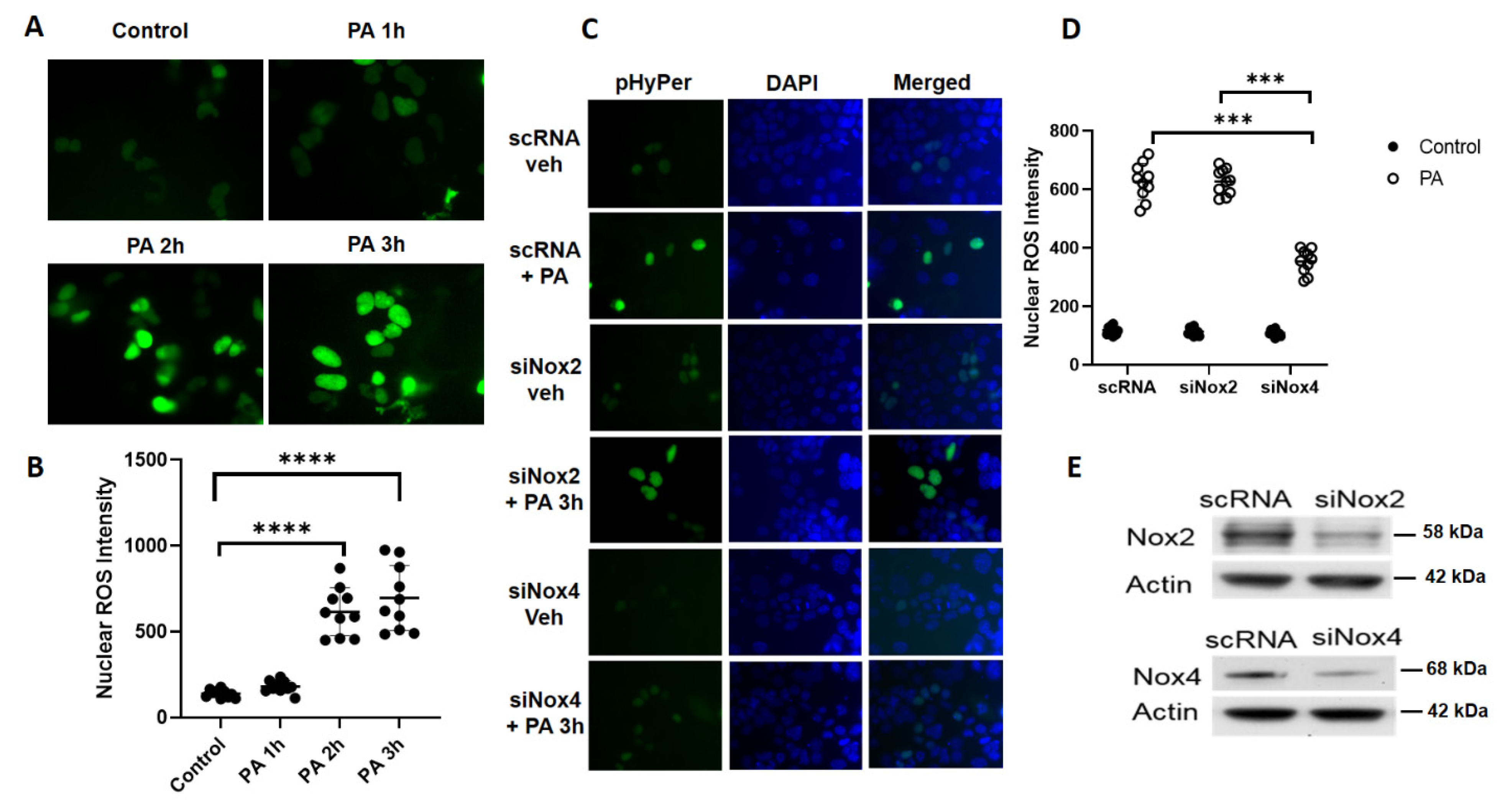 Antioxidants 10 00477 g004