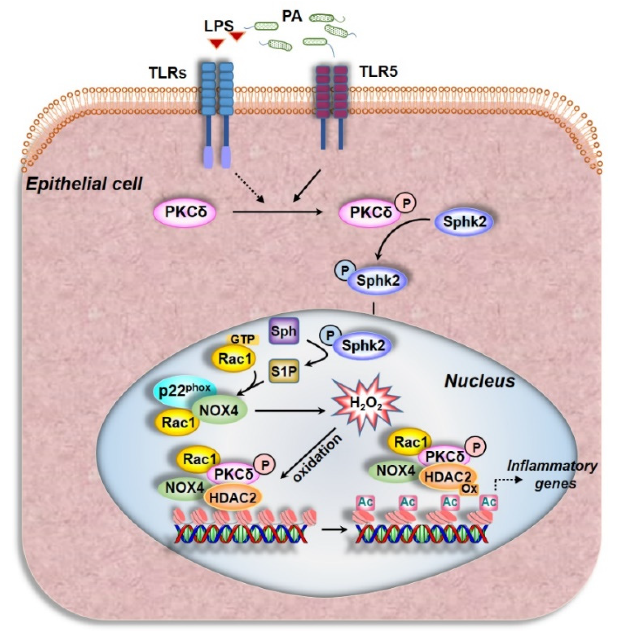 Antioxidants 10 00477 g009