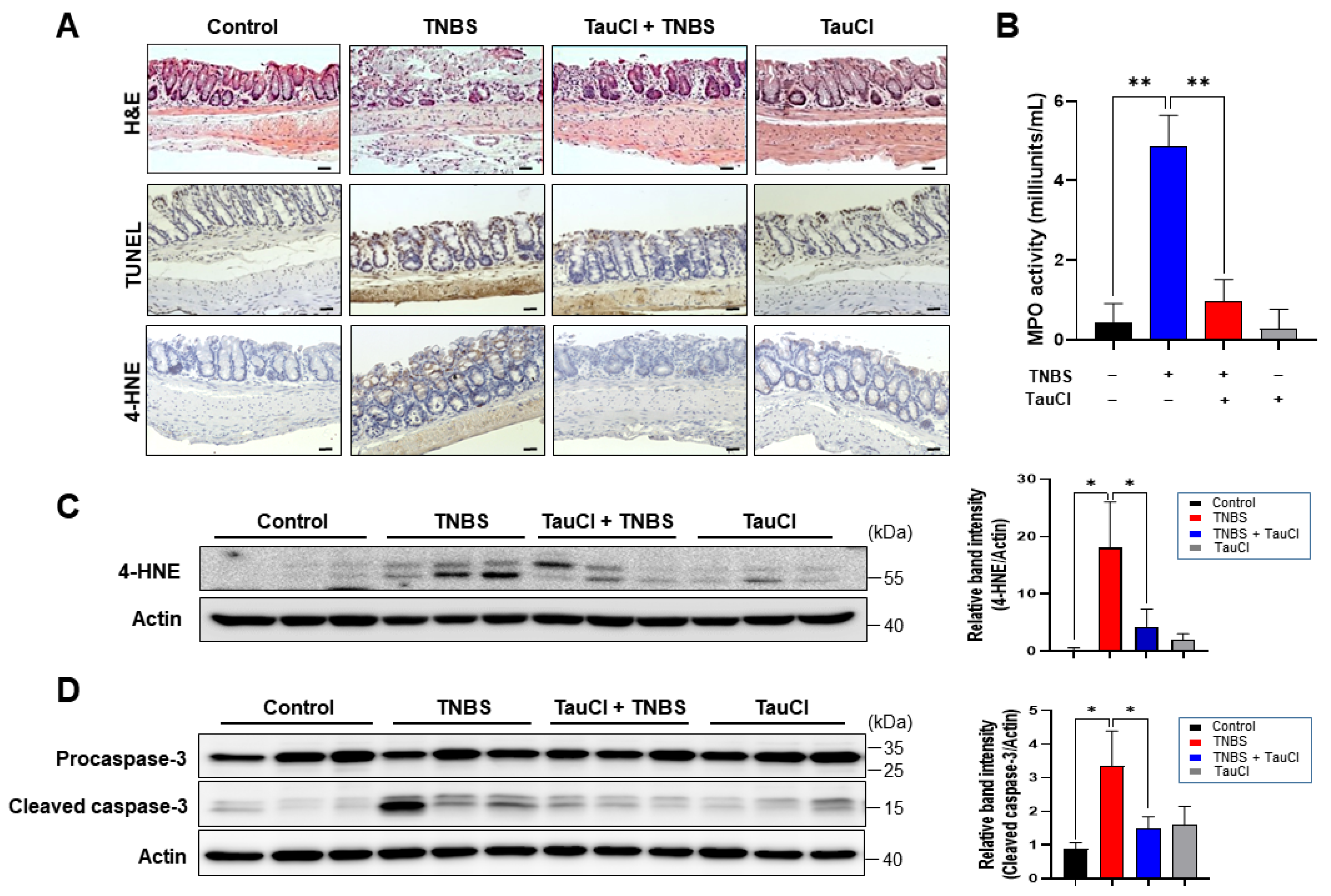 Antioxidants 10 00479 g002