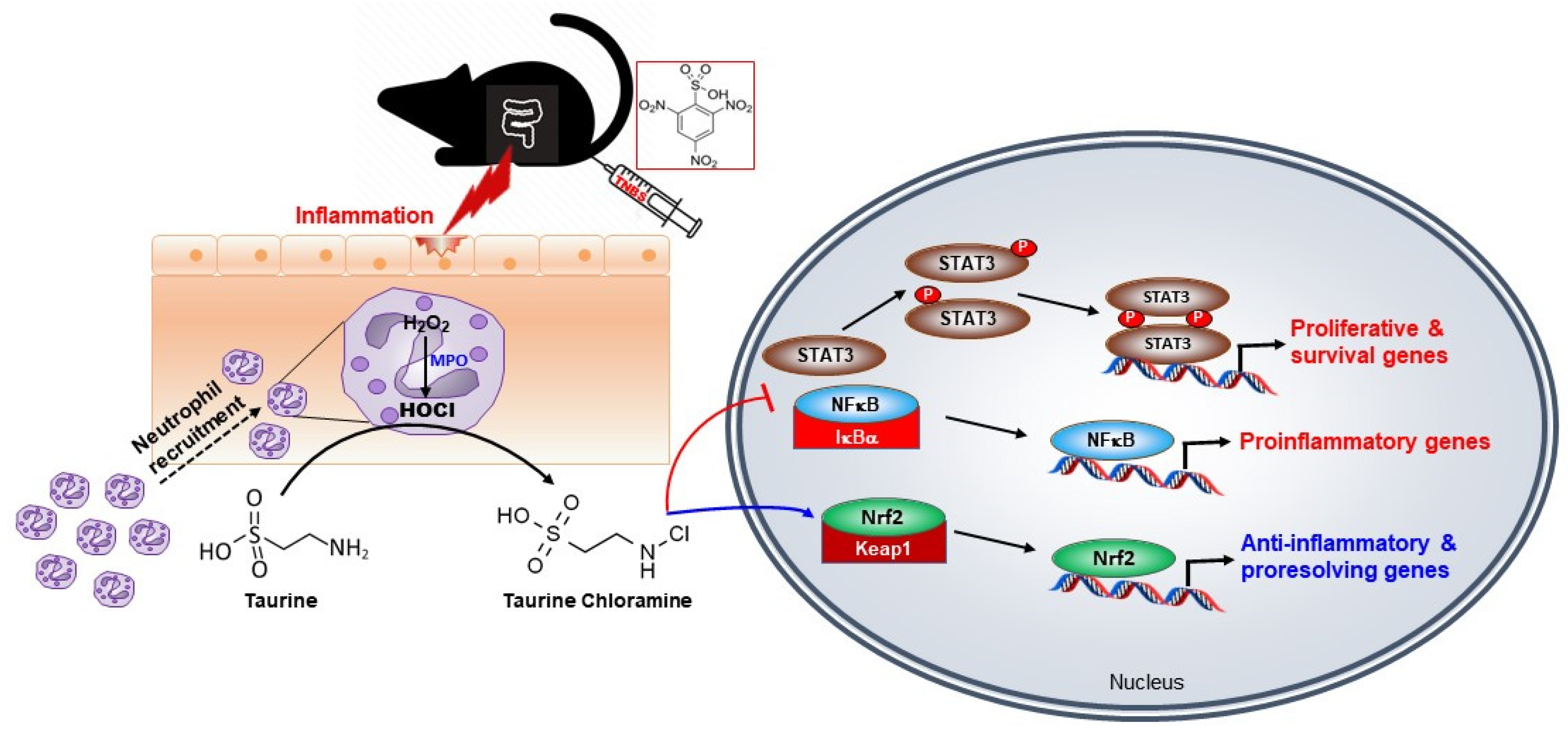 Antioxidants 10 00479 g008