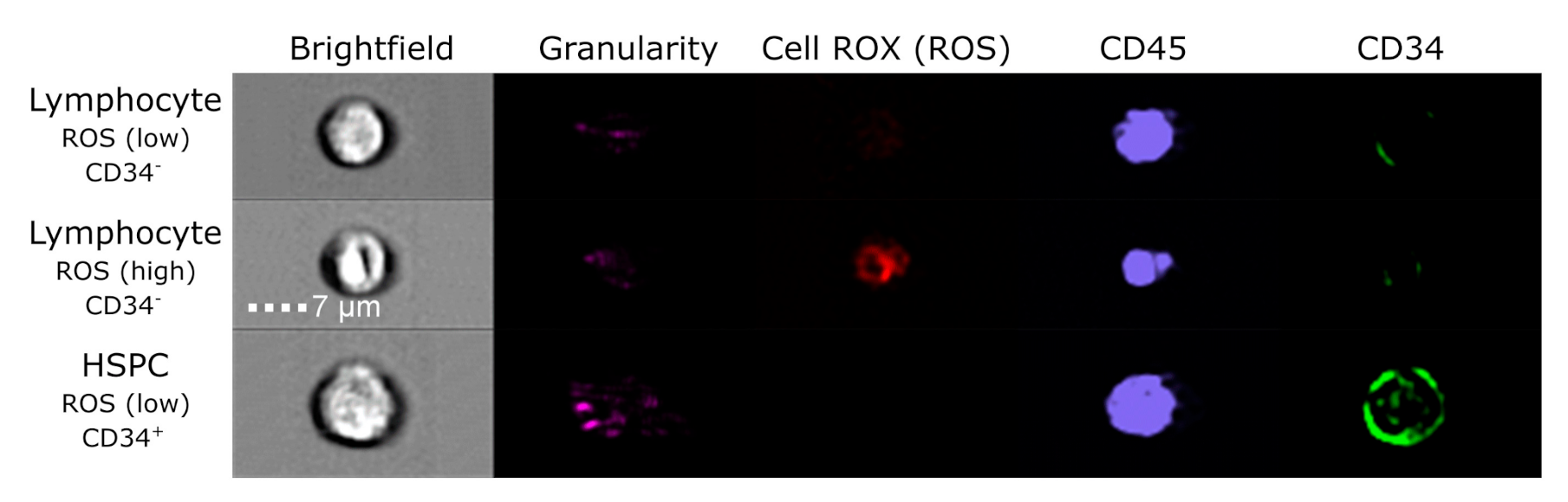 Antioxidants 10 00481 g002