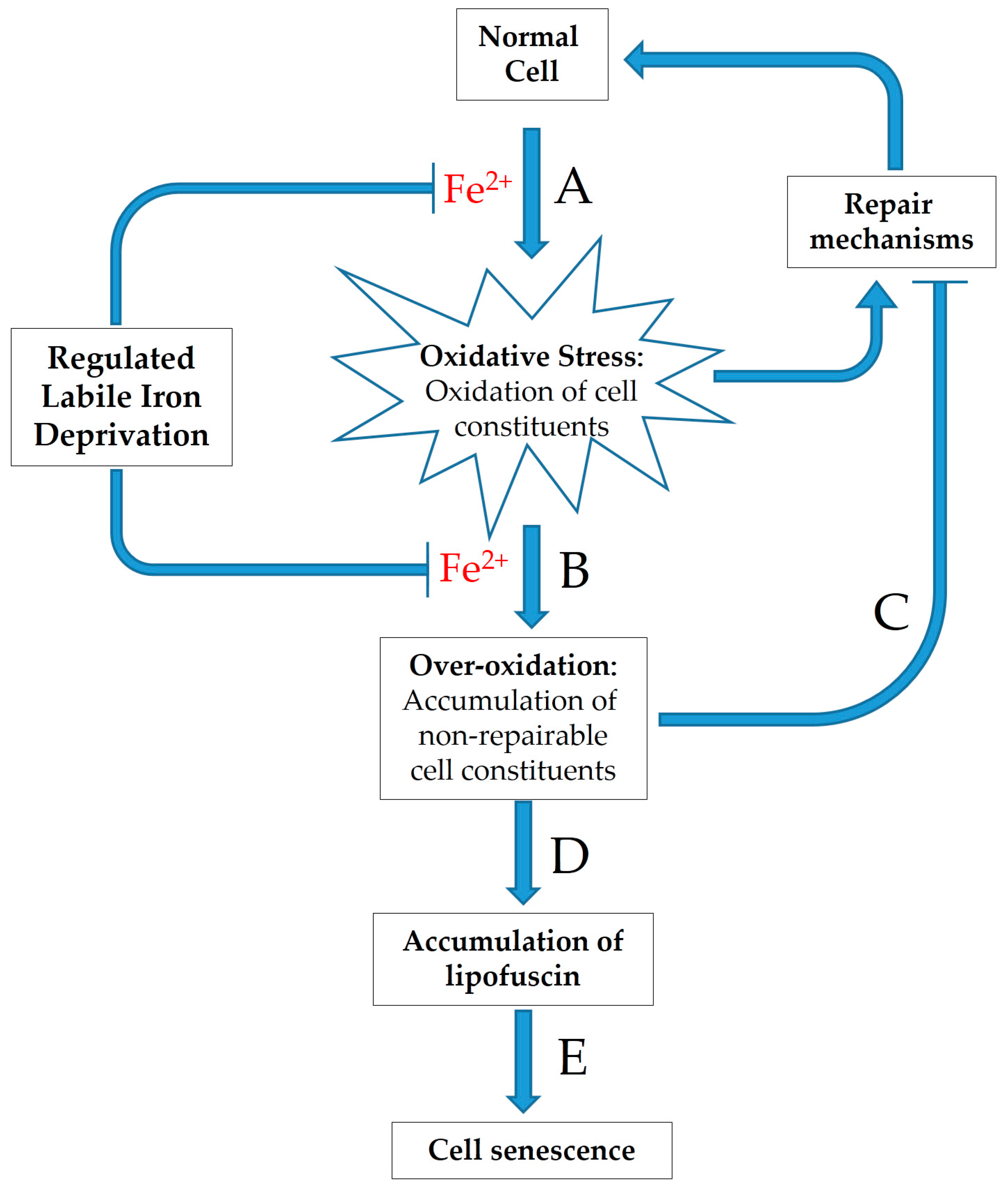 Antioxidants 10 00491 g002 Antioxidants 10 00491 g002