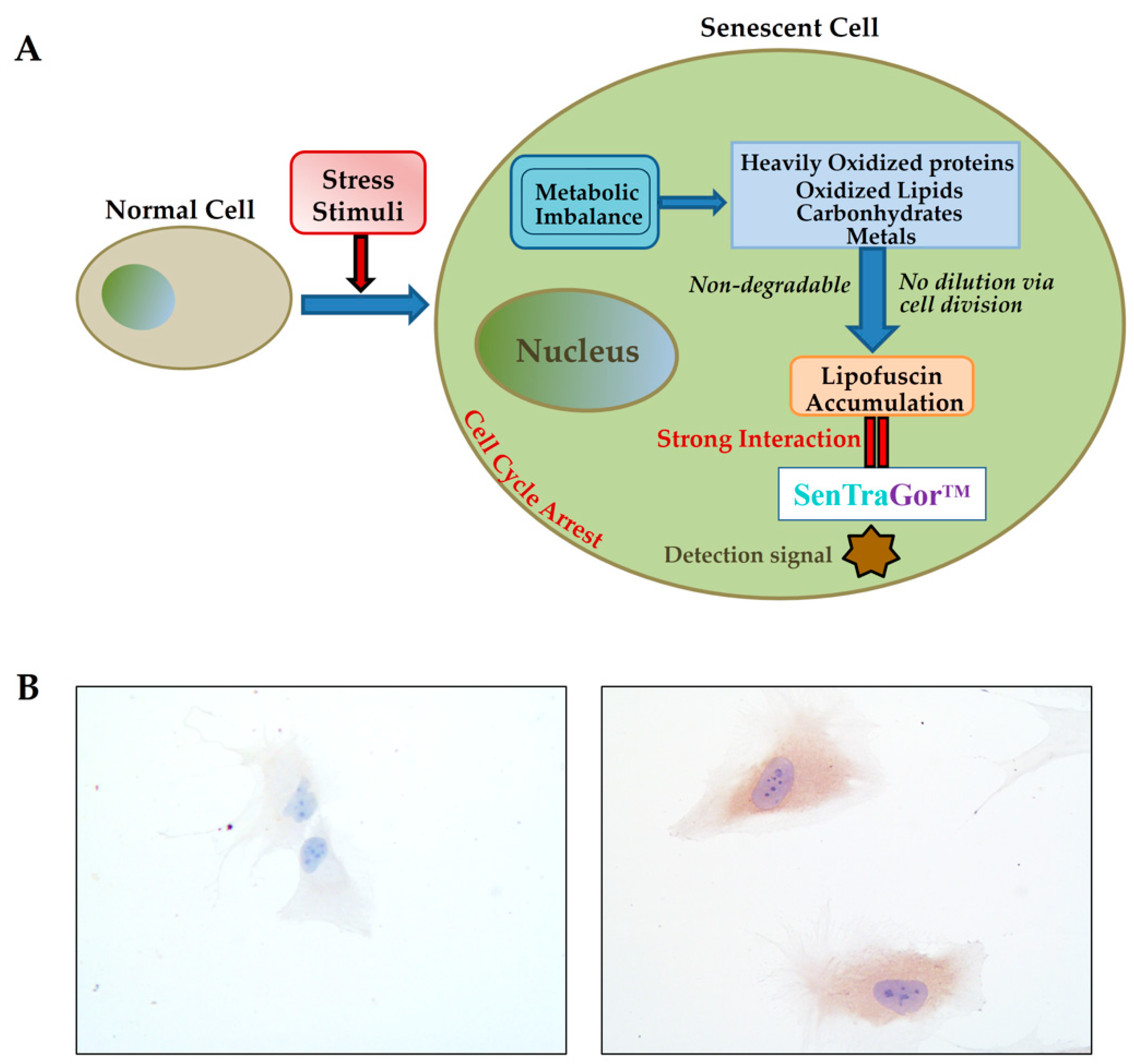 Antioxidants 10 00491 g003 Antioxidants 10 00491 g003