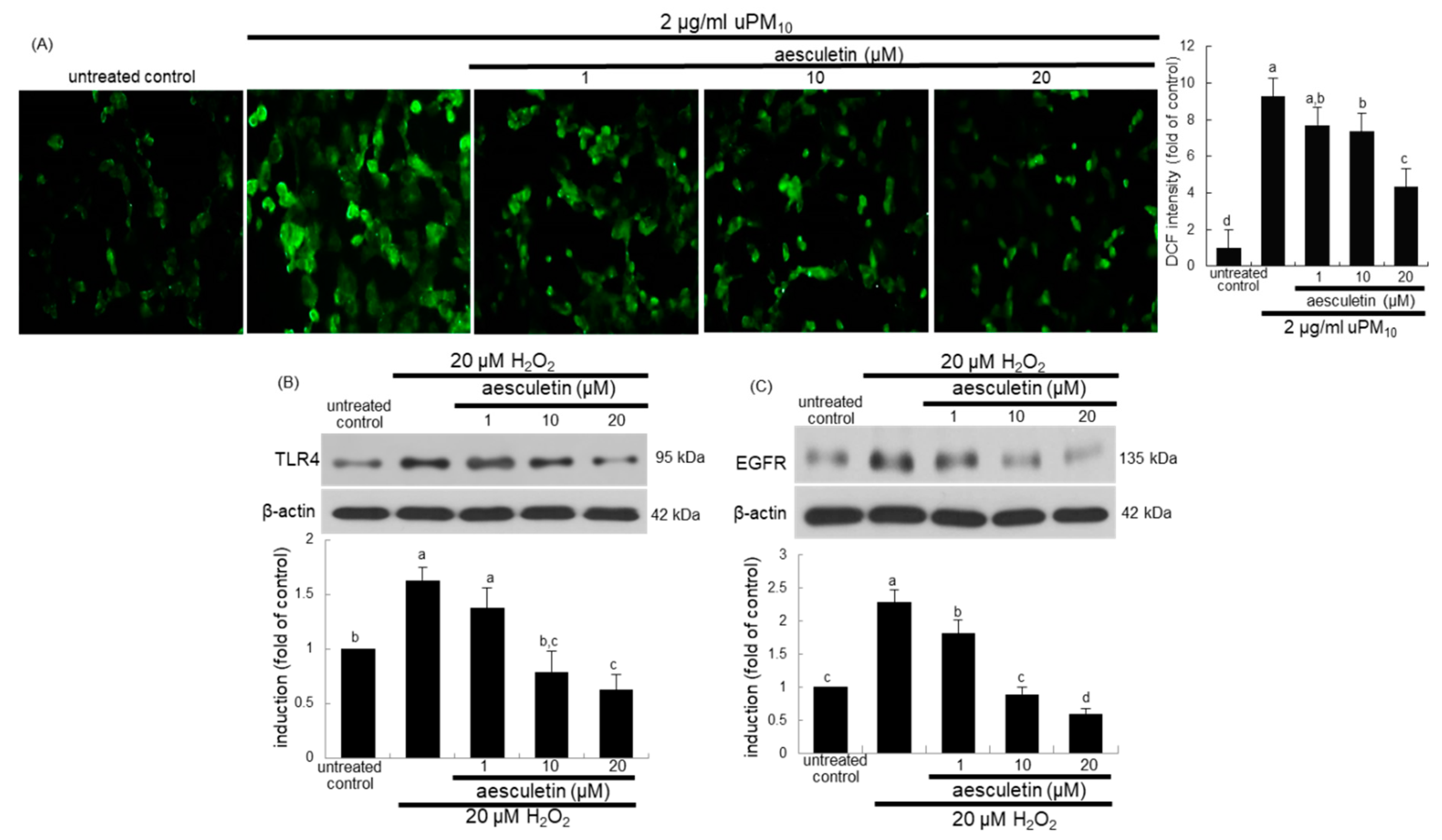 Antioxidants 10 00494 g007