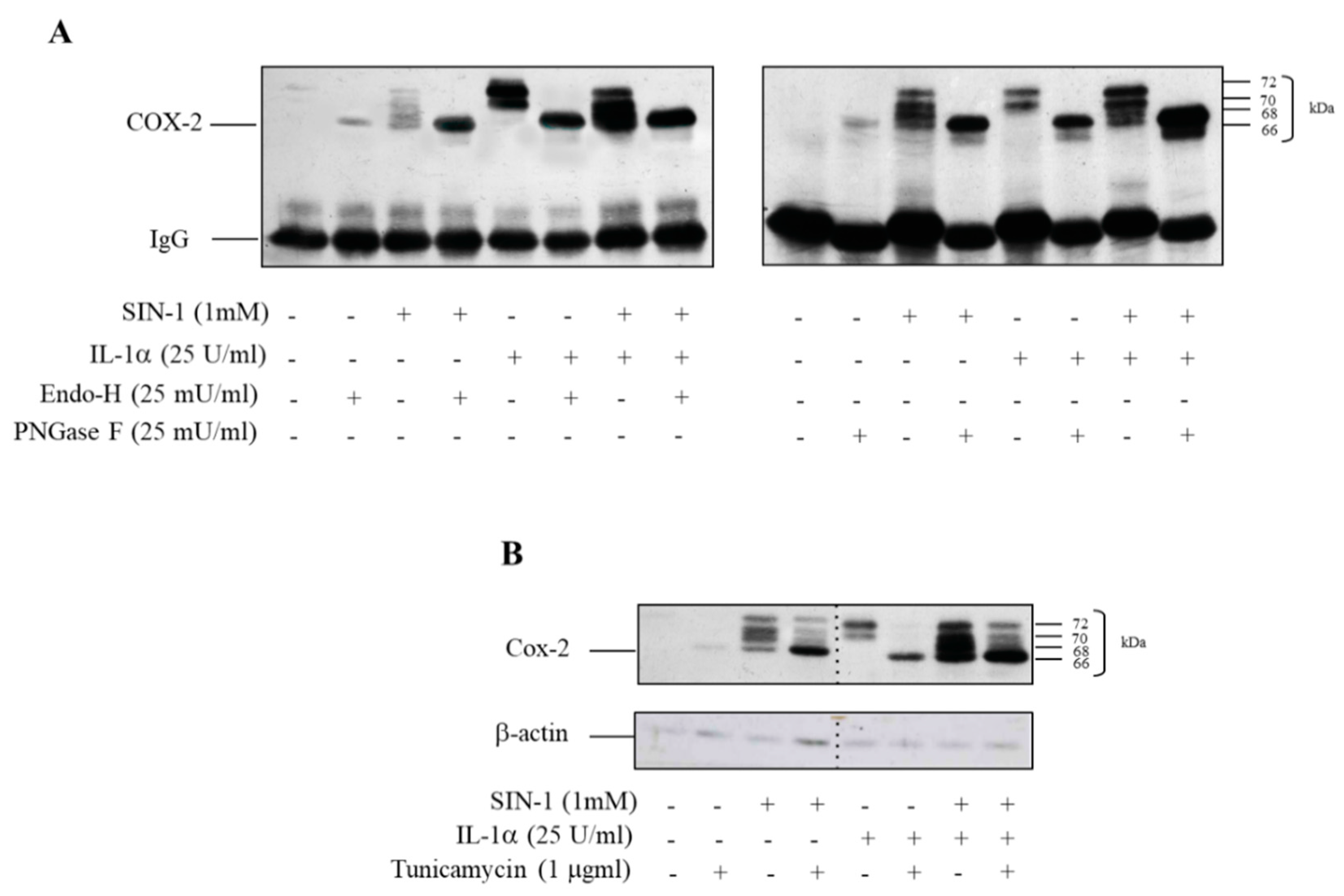 Antioxidants 10 00496 g003